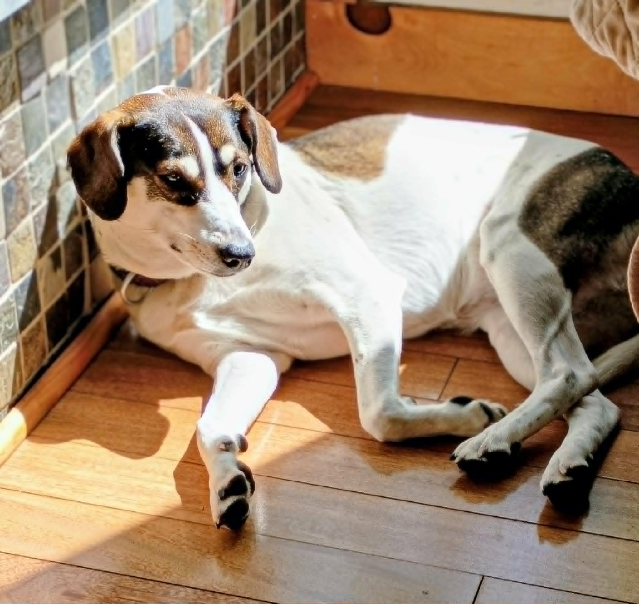 Charlie (female) , Adoptable, Young Female Hound.
