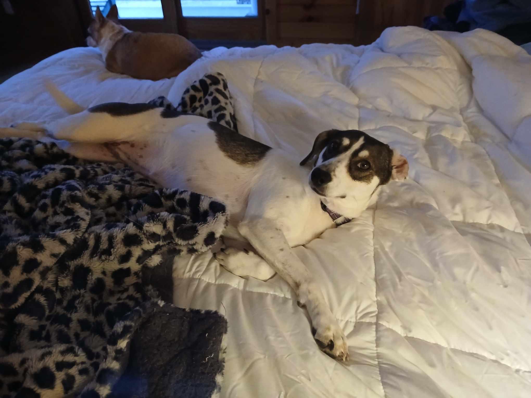 Charlie (female), a Adoptable mixed breed in North Berwick, ME image 1/6