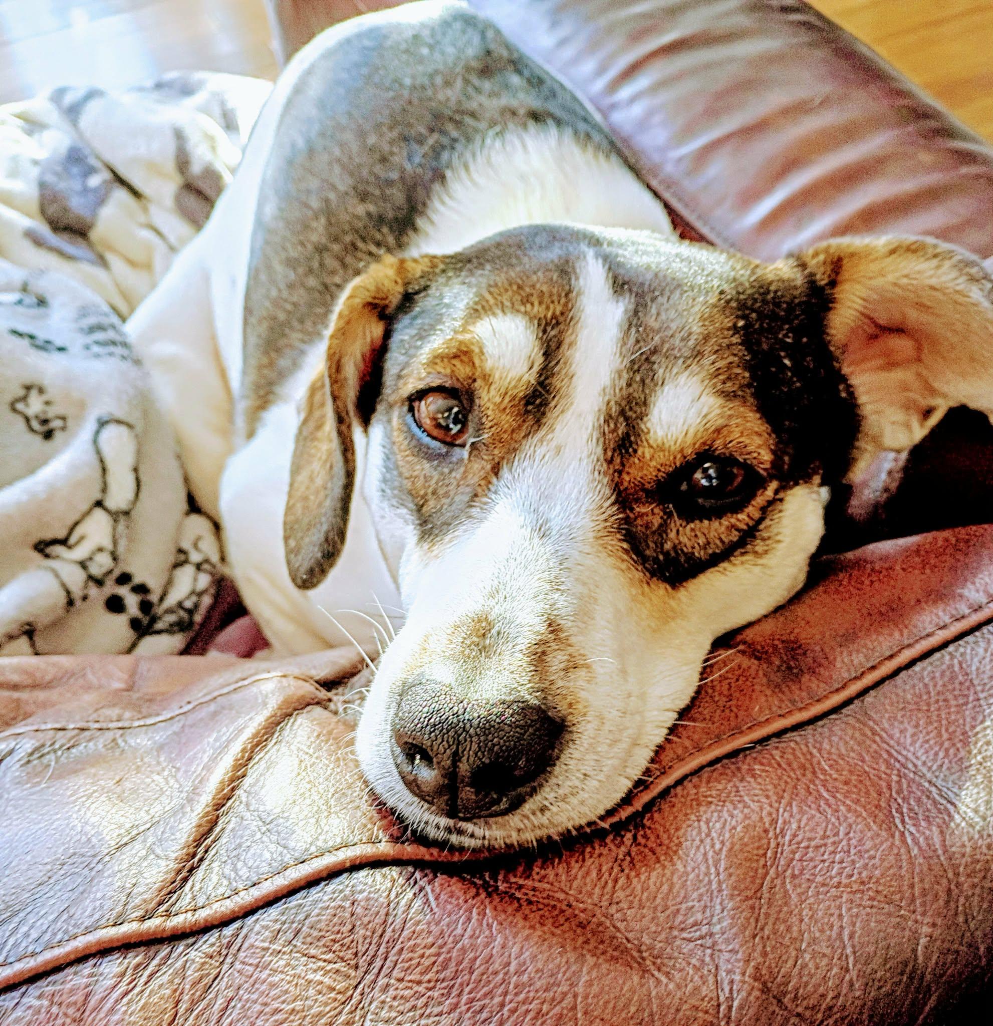 Enlarge Charlie (female)  ***Reduced adoption fee for the month of February***, a Adoptable mixed breed in North Berwick, ME image 1/6