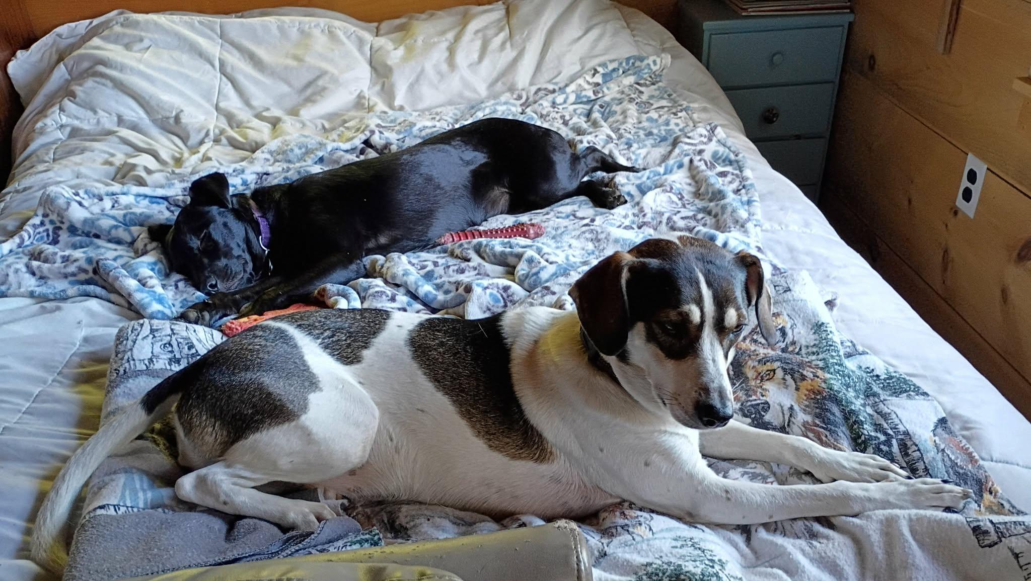 Enlarge Charlie (female)  , a Adoptable mixed breed in North Berwick, ME image 1/6