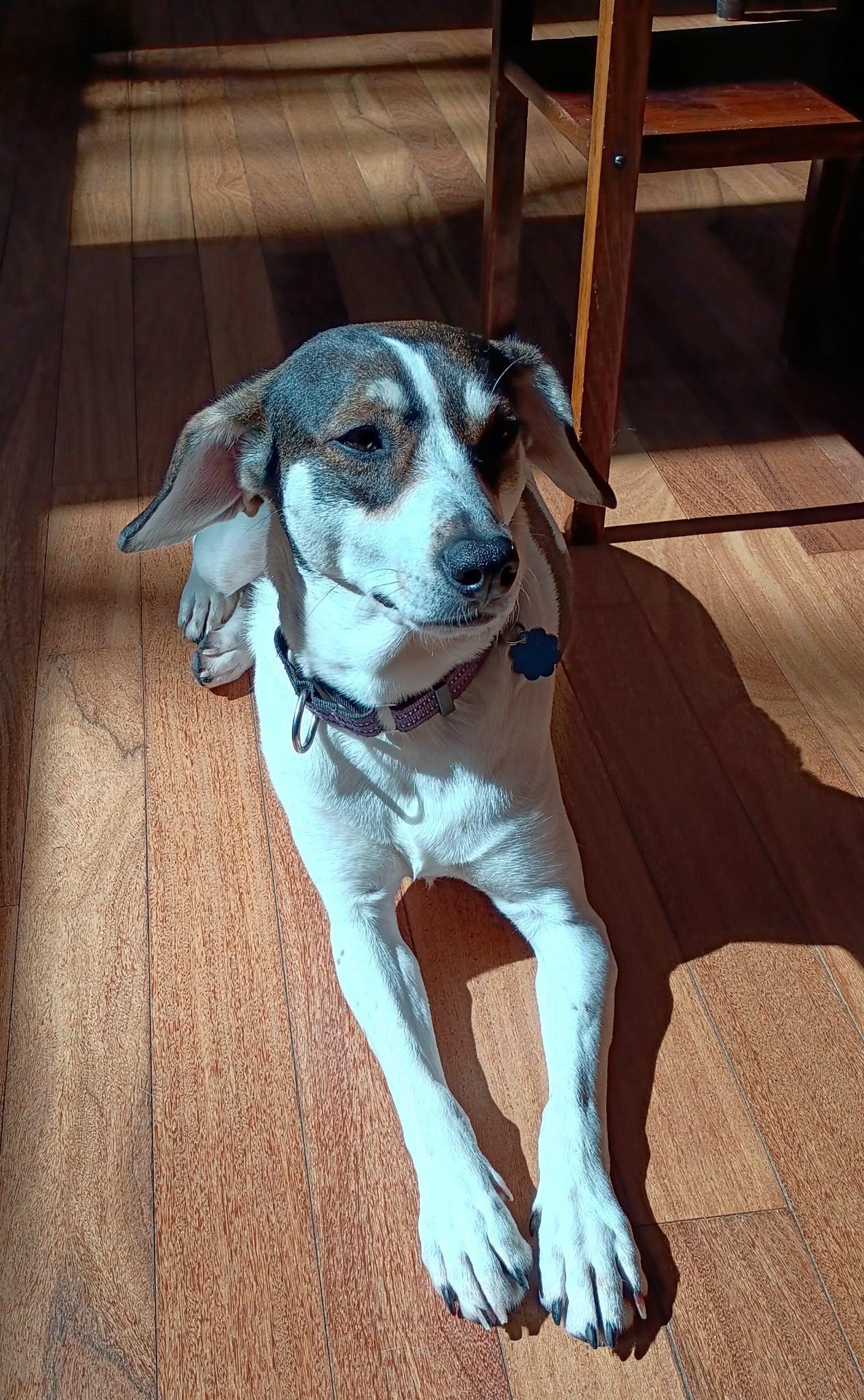 Charlie (female)  , Adoptable, Young Female Hound.