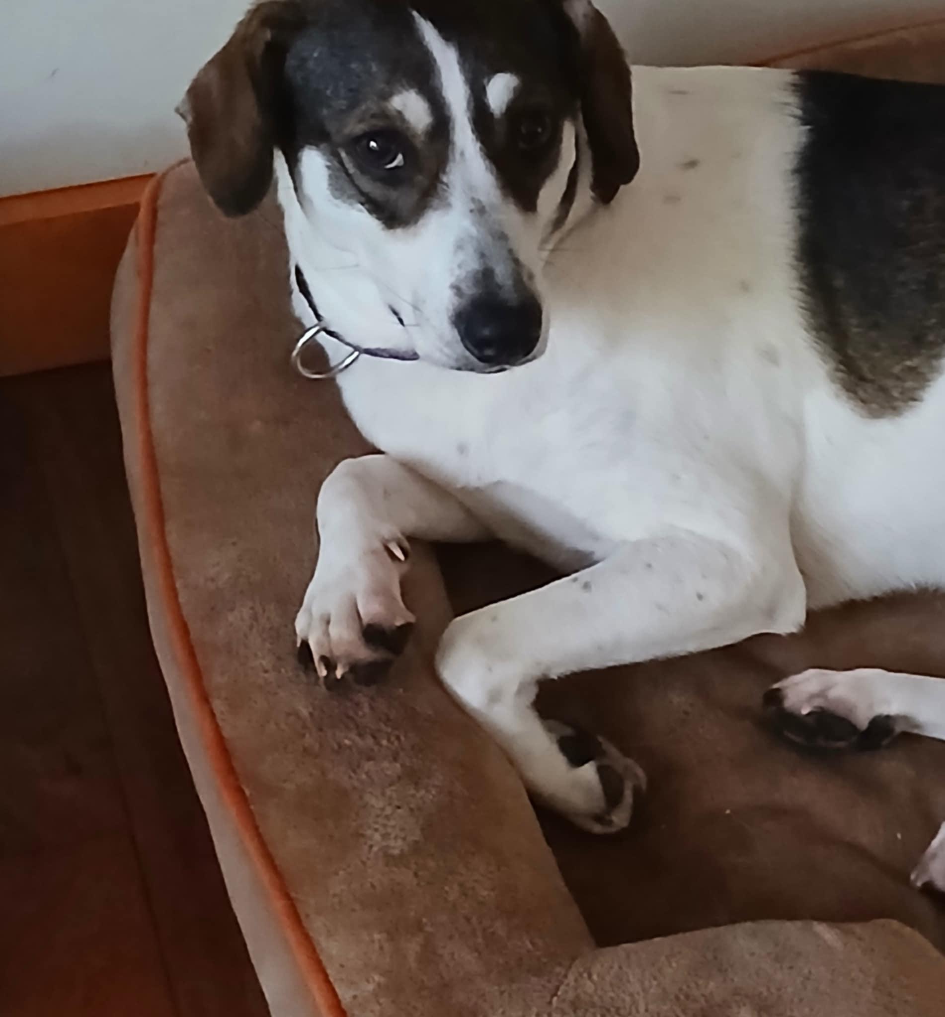 Charlie (female), an adoptable Hound in North Berwick, ME, 03906 | Photo Image 4