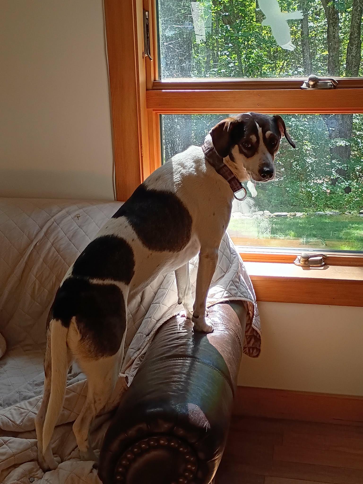 Enlarge Charlie (female)  , a Adoptable mixed breed in North Berwick, ME image 1/6