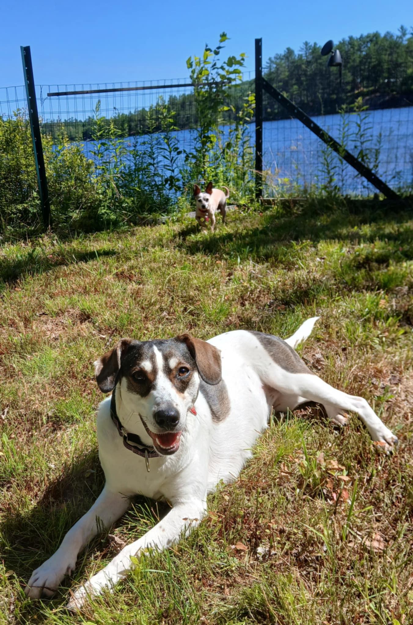Charlie (female), a Adoptable mixed breed in North Berwick, ME image 4/6