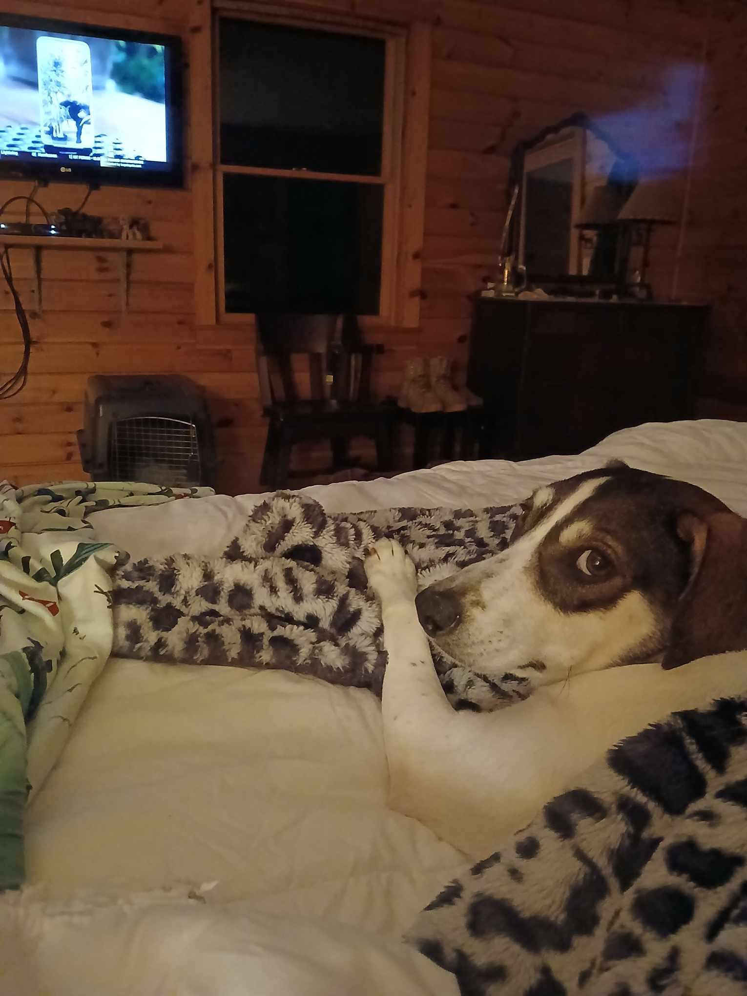 Charlie (female), a Adoptable mixed breed in North Berwick, ME image 6/6