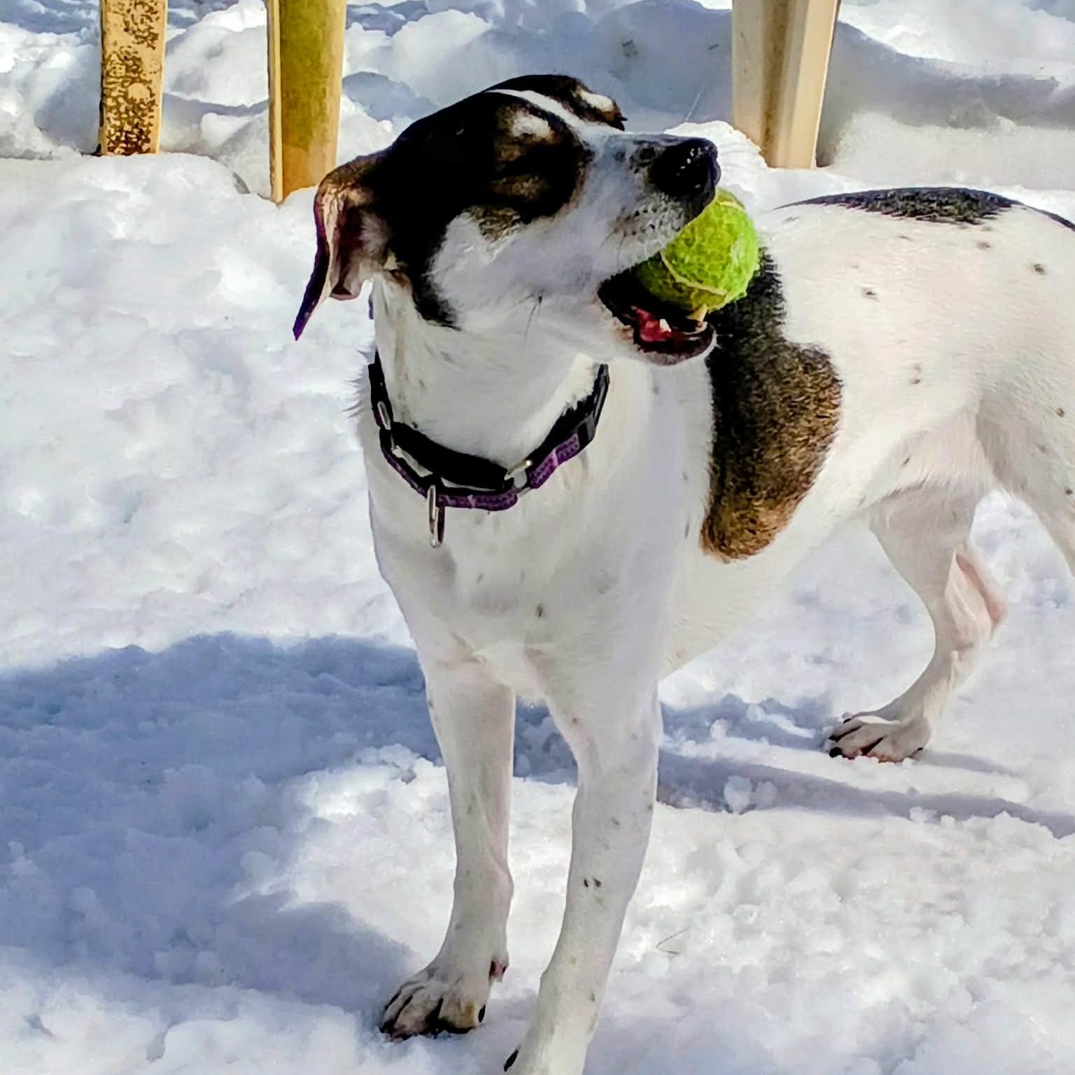 Charlie (female)  , Adoptable, Young Female Hound.