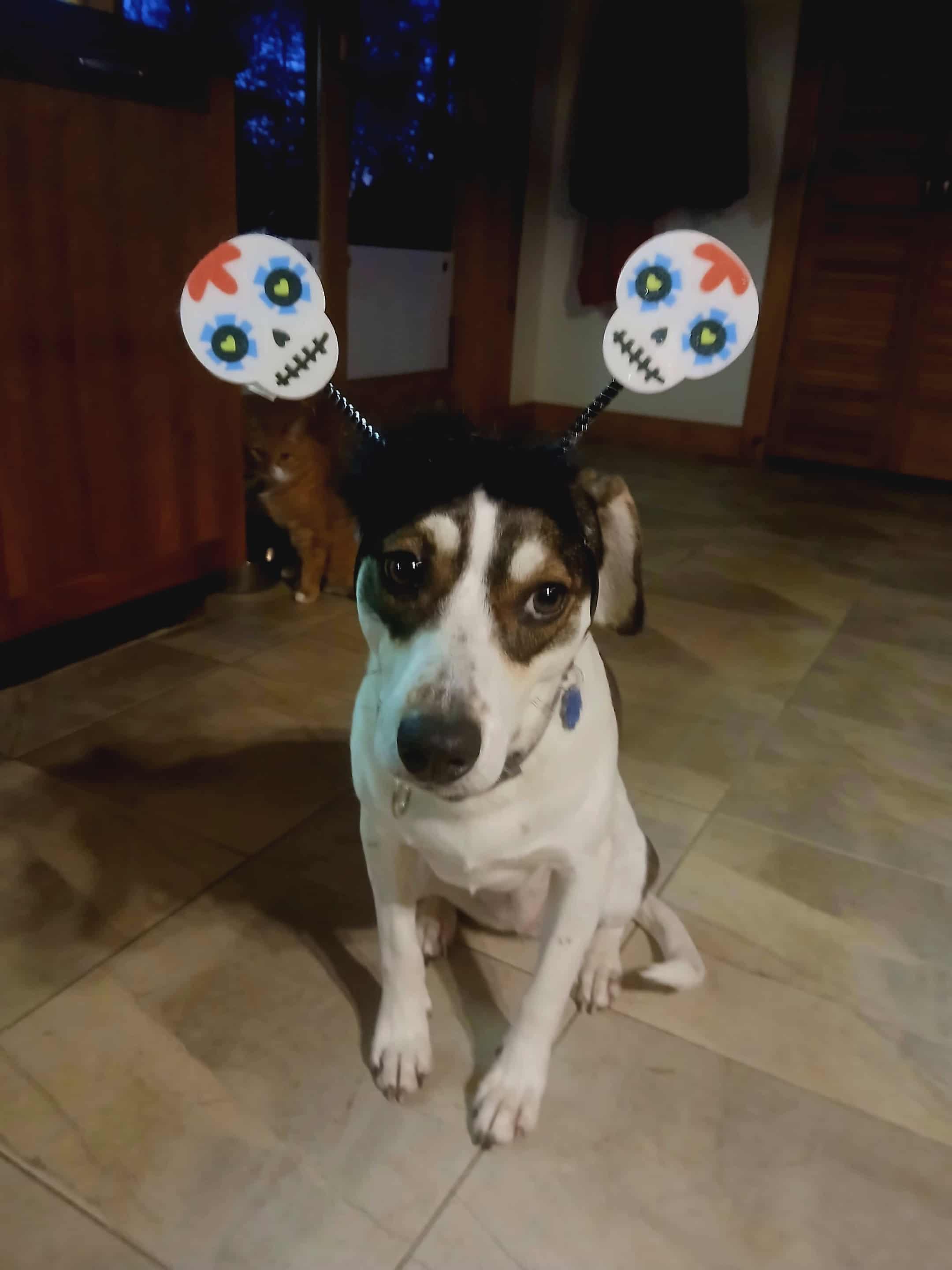 Charlie (female), an adoptable Hound in North Berwick, ME, 03906 | Photo Image 1