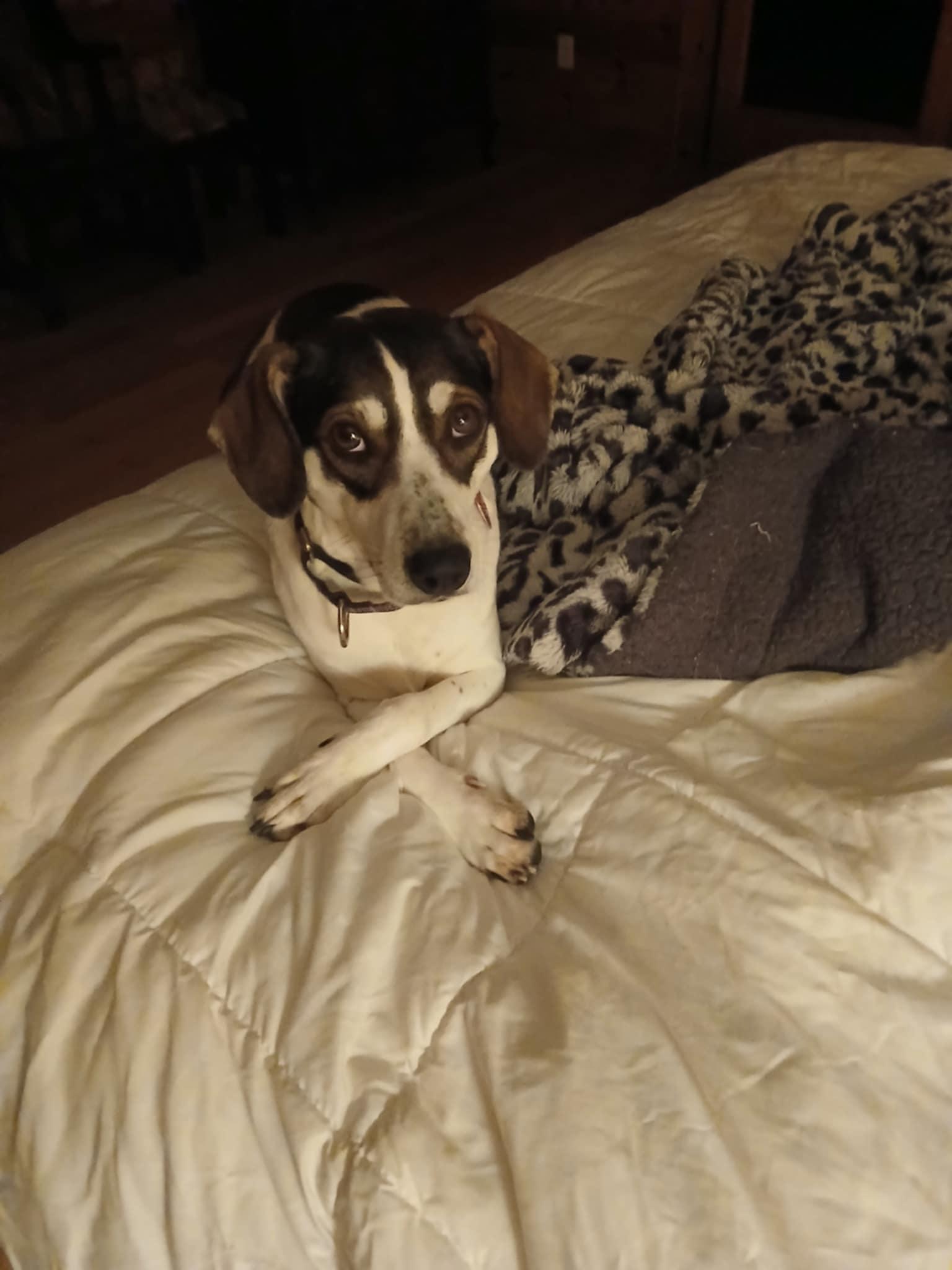 Charlie (female), a Adoptable mixed breed in North Berwick, ME image 2/6