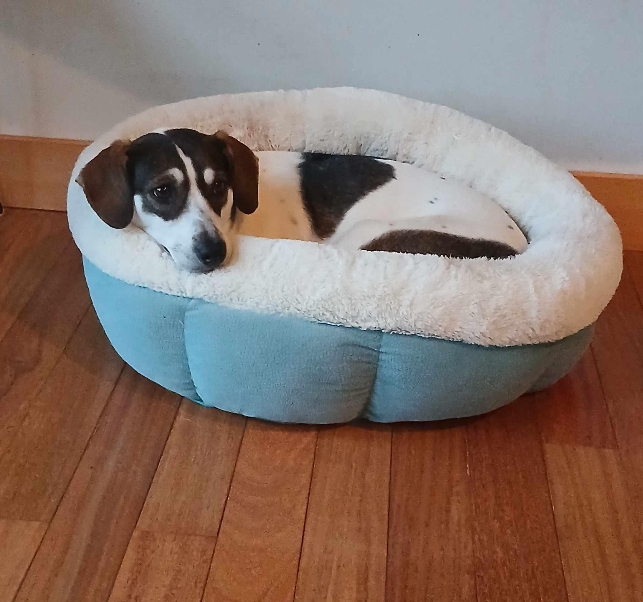 Charlie (female), a Adoptable mixed breed in North Berwick, ME image 5/6