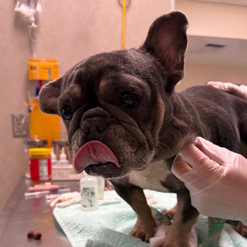 Enlarge Potato, a Adoptable Mixed Breed in Jacksonville, FL image 1/2