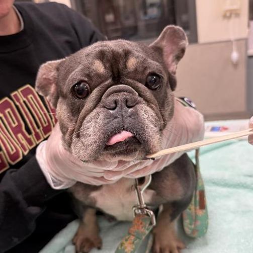 Enlarge Potato, a Adoptable Mixed Breed in Jacksonville, FL image 2/2