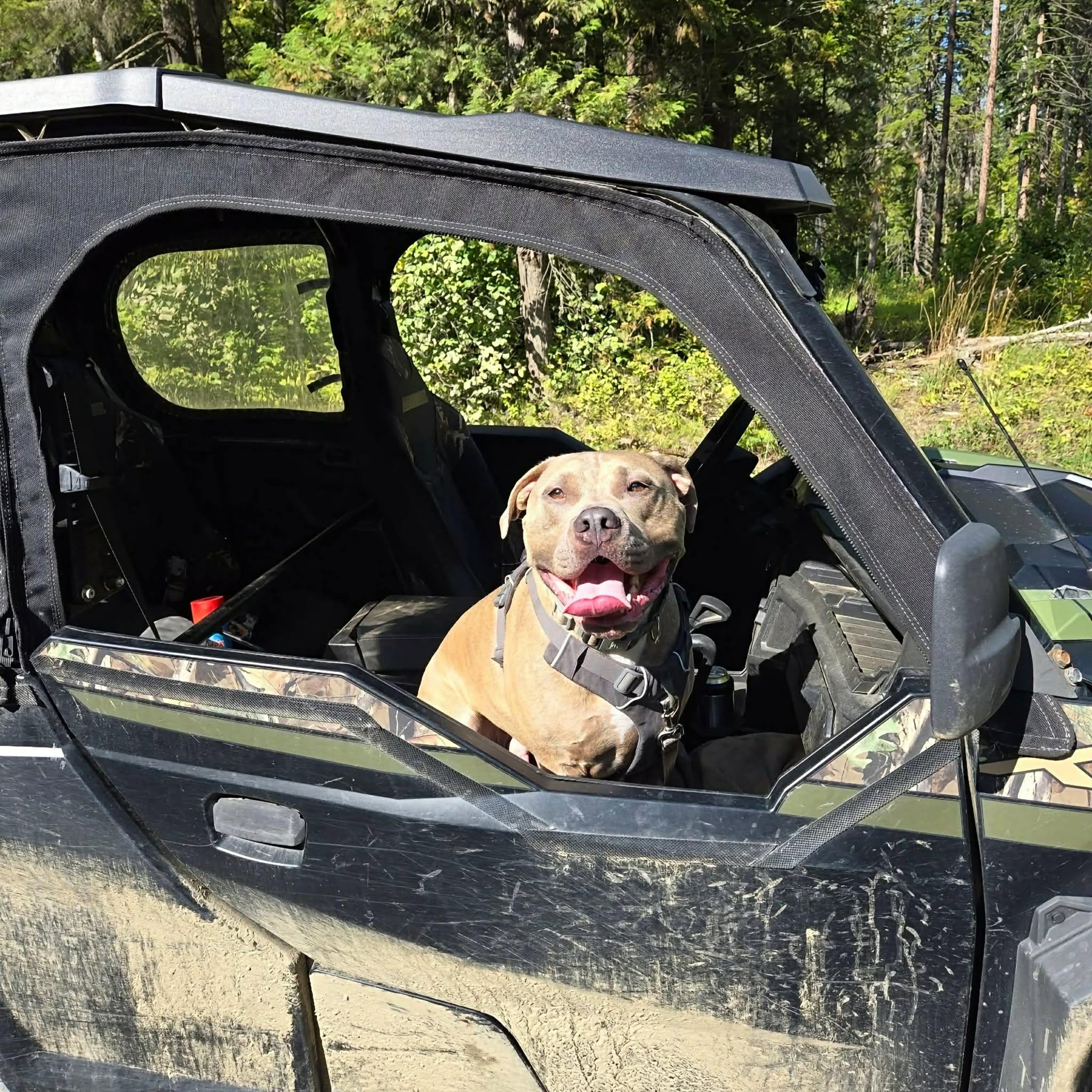 Enlarge Ollie, a Adoptable American Bully in Abbotsford, BC image 3/4
