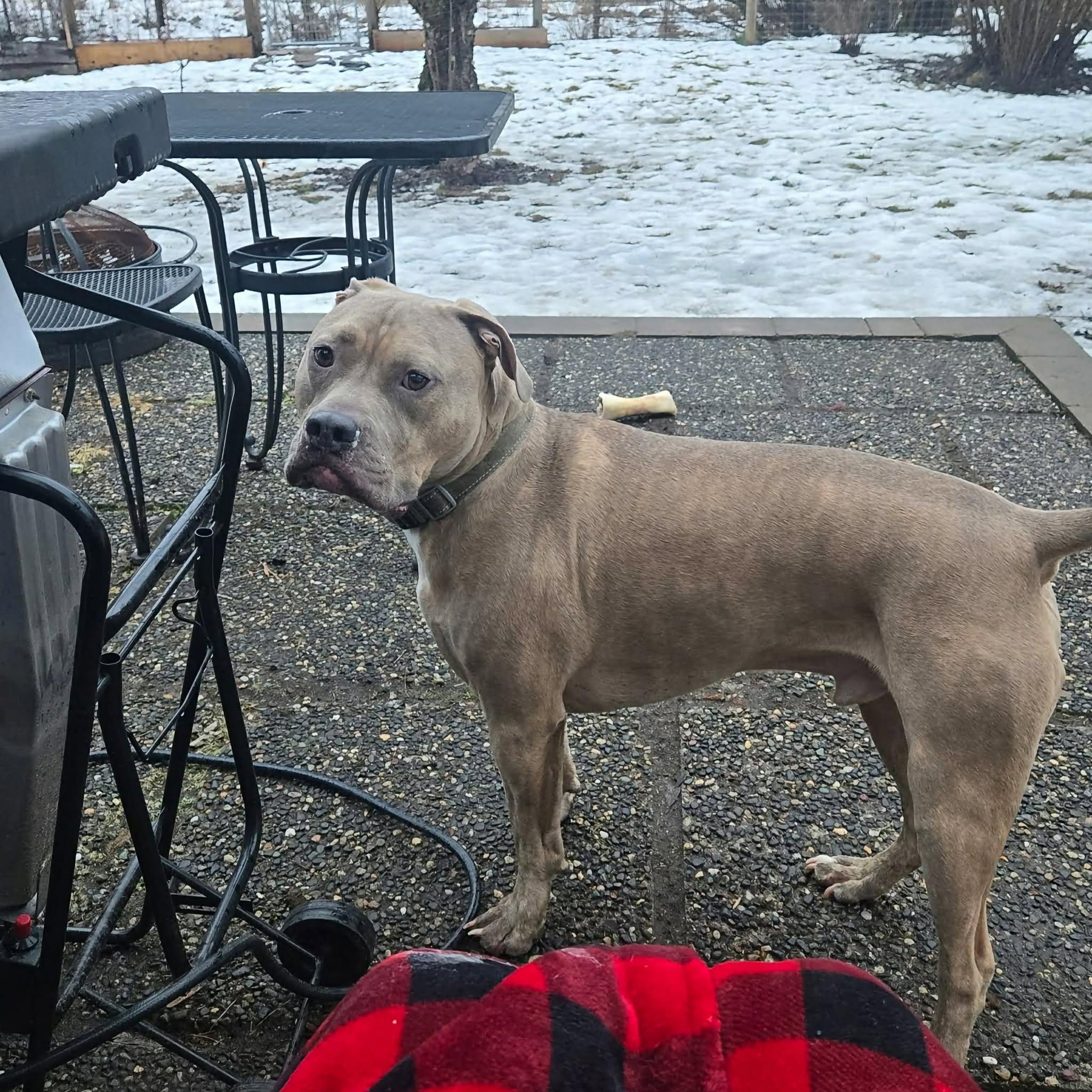 Enlarge Ollie, a Adoptable American Bully in Abbotsford, BC image 4/4