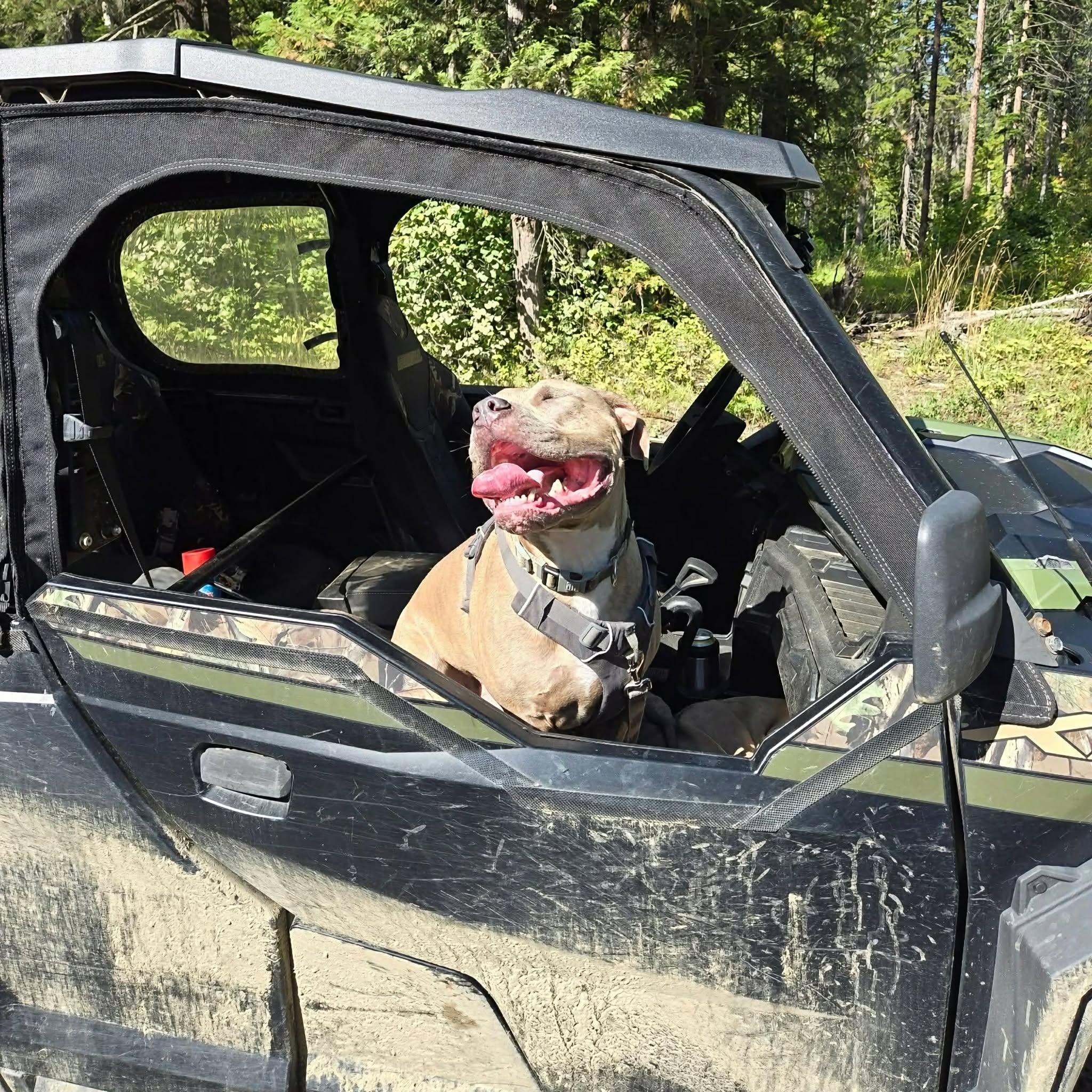 Enlarge Ollie, a Adoptable American Bully in Abbotsford, BC image 2/4
