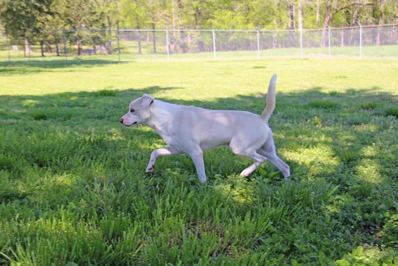 Griff, a Adoptable mixed breed image 1/8