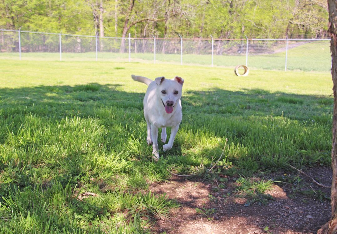 Griff, a Adoptable mixed breed image 2/8