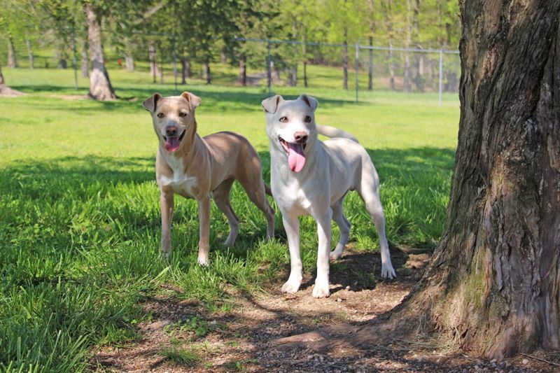 Griff, a Adoptable mixed breed image 3/8