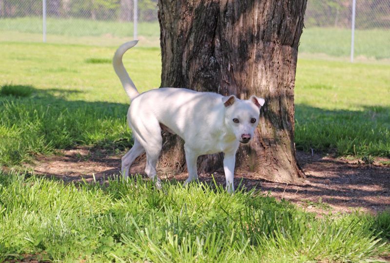 Griff, a Adoptable mixed breed image 4/8