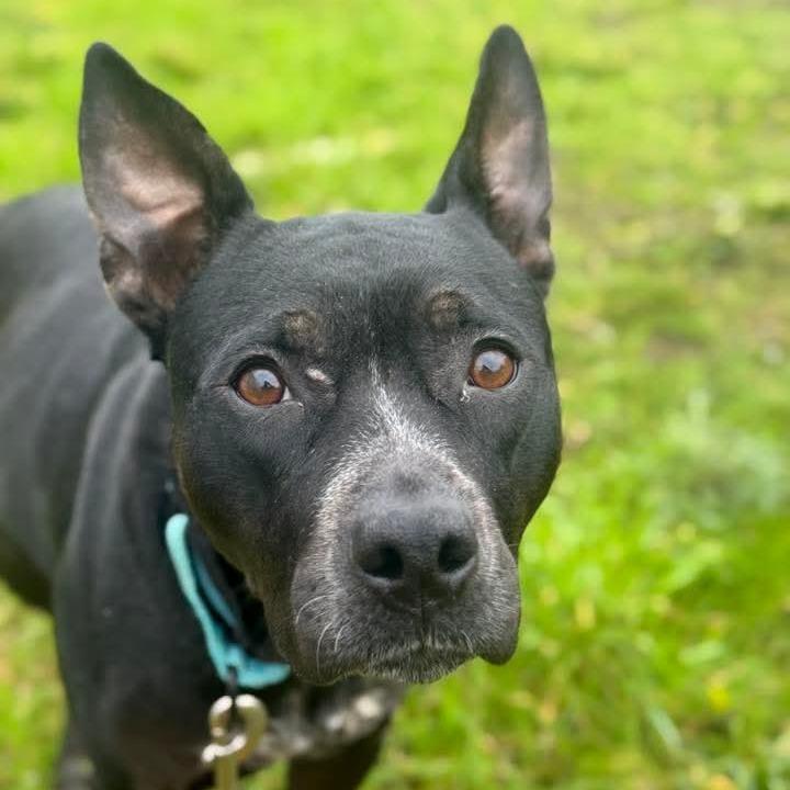 Rosie, Adoptable, Adult Female Pit Bull Terrier & Australian Cattle Dog / Blue Heeler.