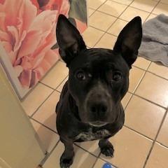 Rosie, a Adoptable mixed breed in Tacoma, WA image 2/2