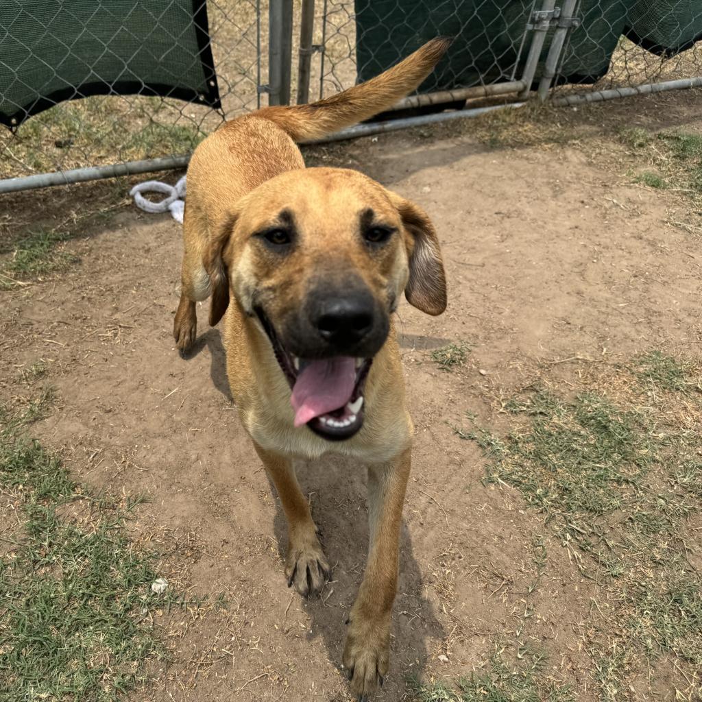 Enlarge Conina, a Adoptable mixed breed in Edinburg, TX image 1/4