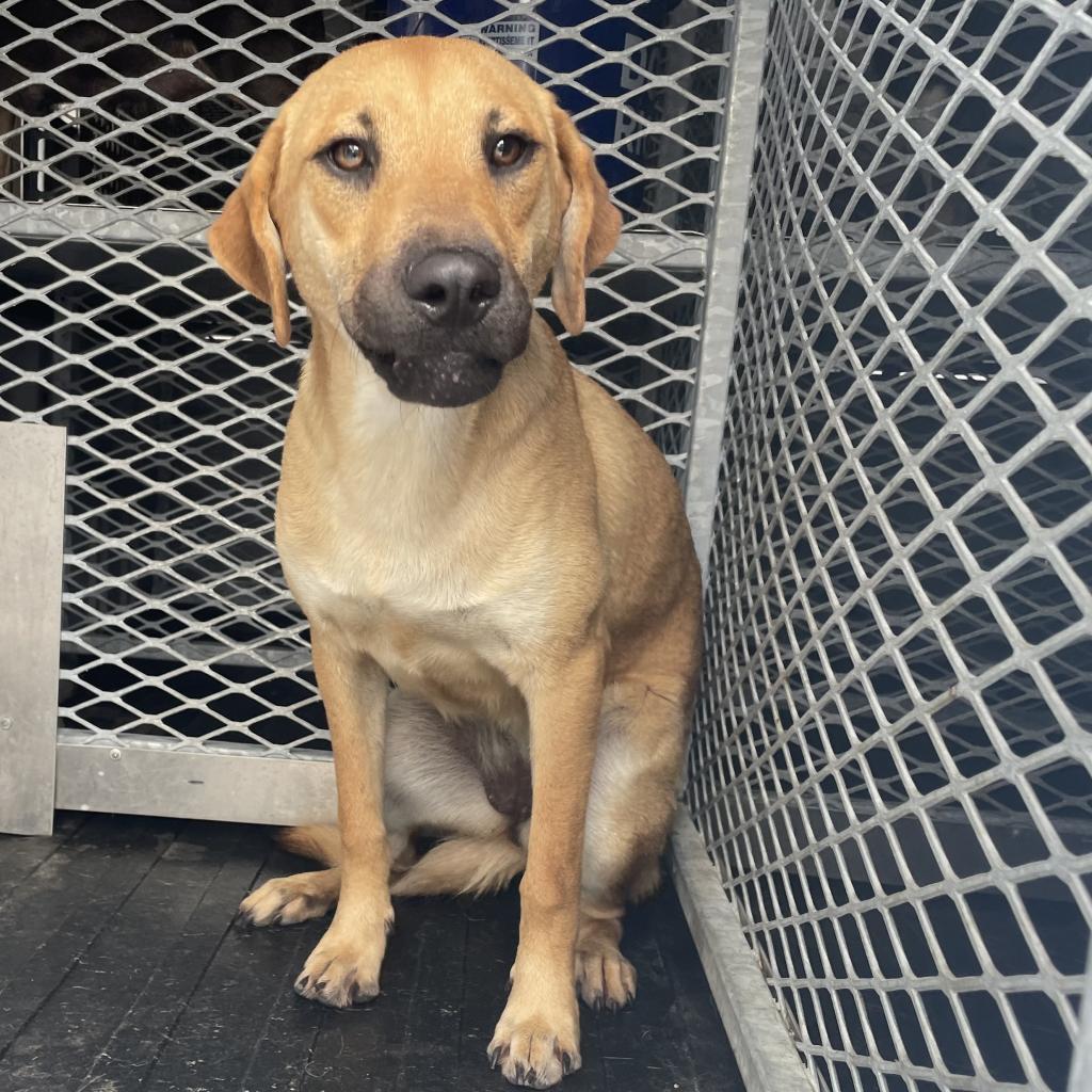 Enlarge Conina, a Adoptable mixed breed in Edinburg, TX image 2/4