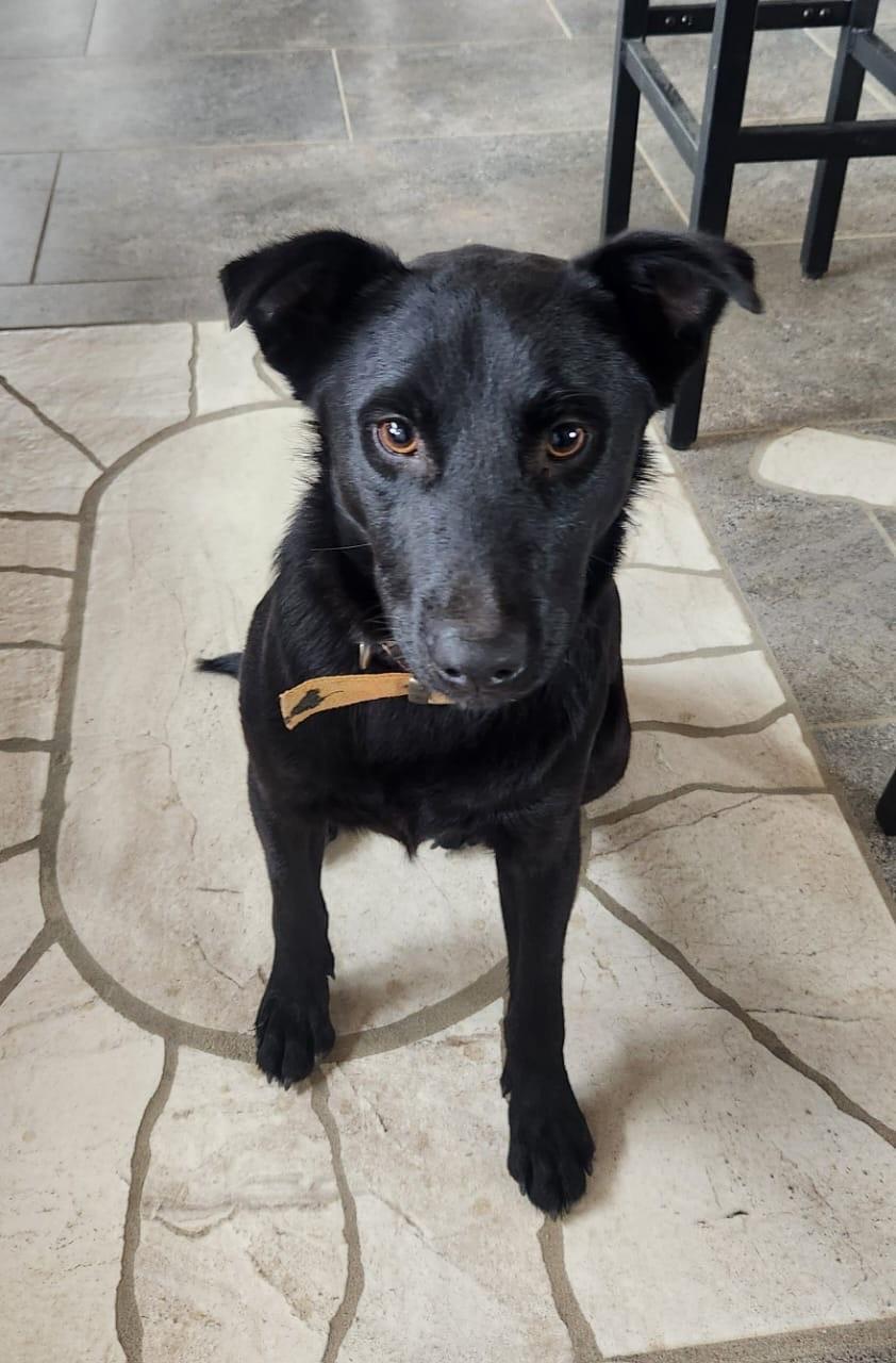 Bambam, a ADOPTABLE mixed breed in Lake Forest, CA image 4/5