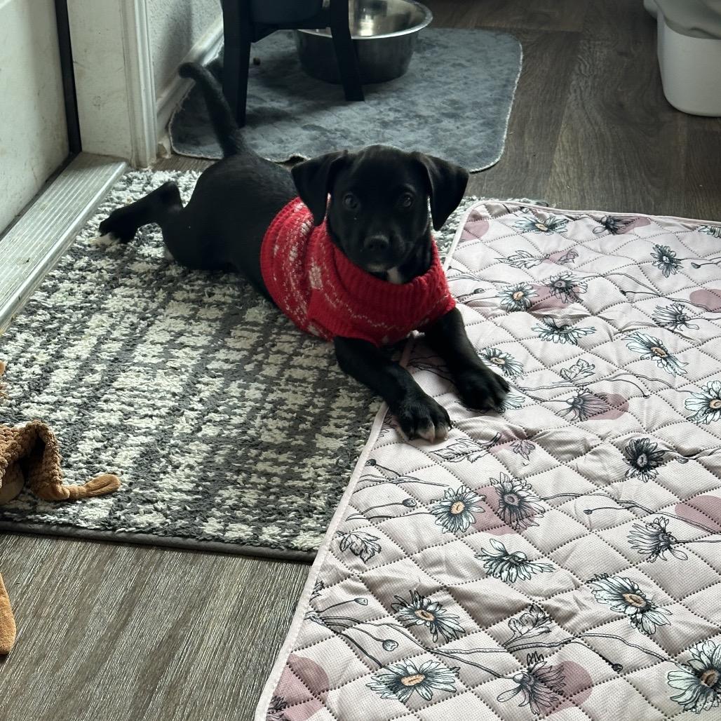 Burke, Adoptable, Puppy Male Labrador Retriever.