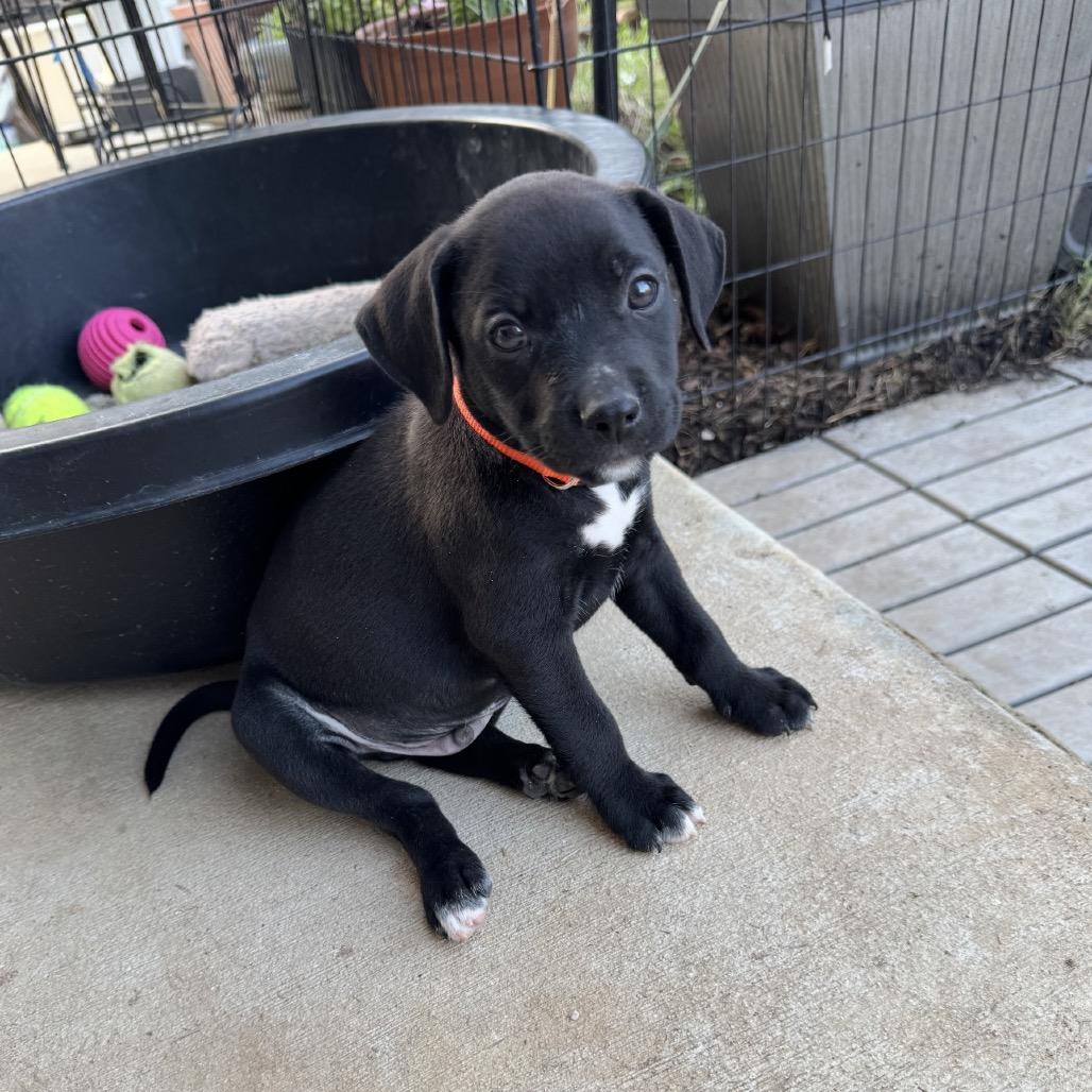 Enlarge Burke, a Adoptable Labrador Retriever in San Antonio, TX image 2/5