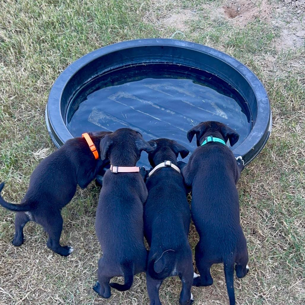 Enlarge Burke, a Adoptable Labrador Retriever in San Antonio, TX image 3/5