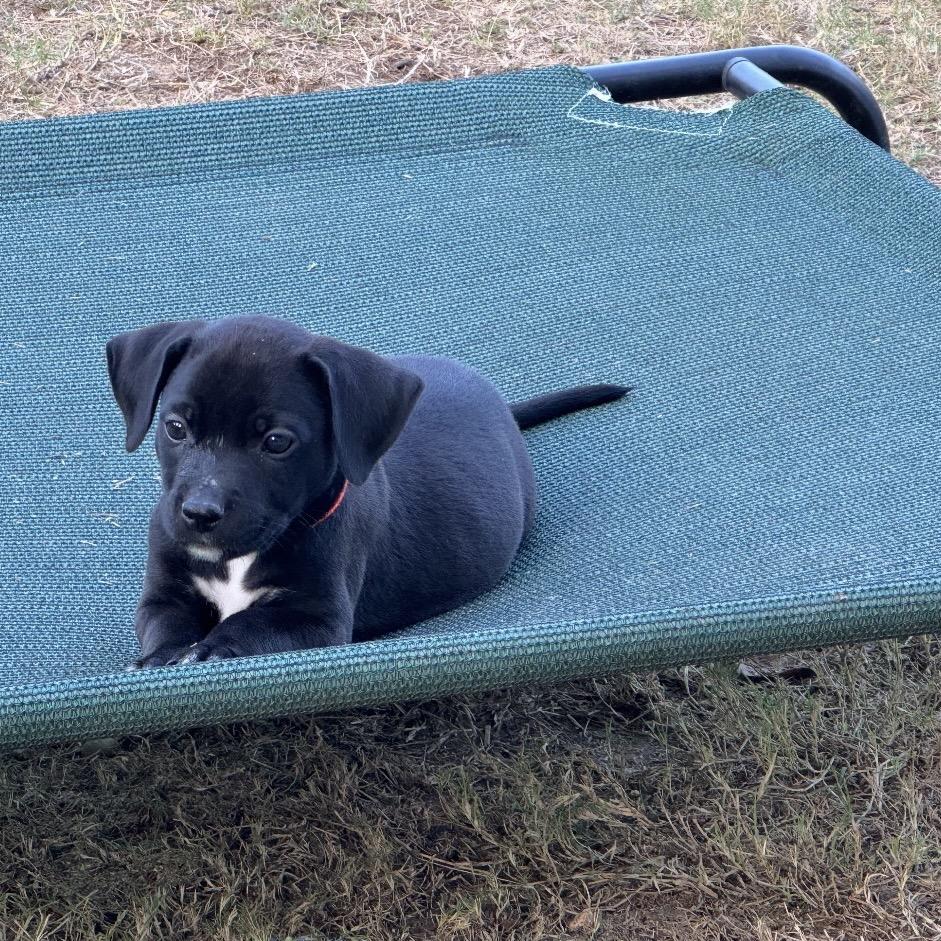 Enlarge Burke, a Adoptable Labrador Retriever in San Antonio, TX image 4/5