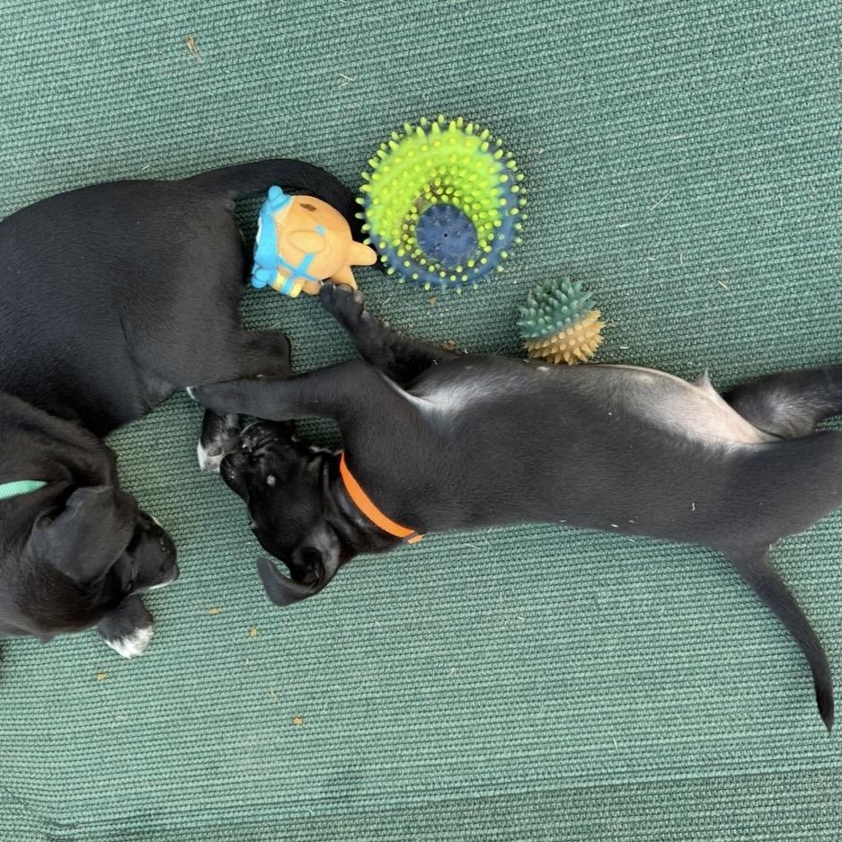 Enlarge Burke, a Adoptable Labrador Retriever in San Antonio, TX image 5/5