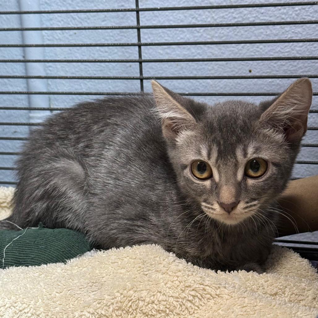 Enlarge Darcy, a Adoptable Domestic Short Hair in Desert Hot Springs, CA image 1/1