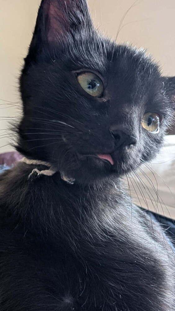 Latke, Adoptable, Young Female Domestic Short Hair.