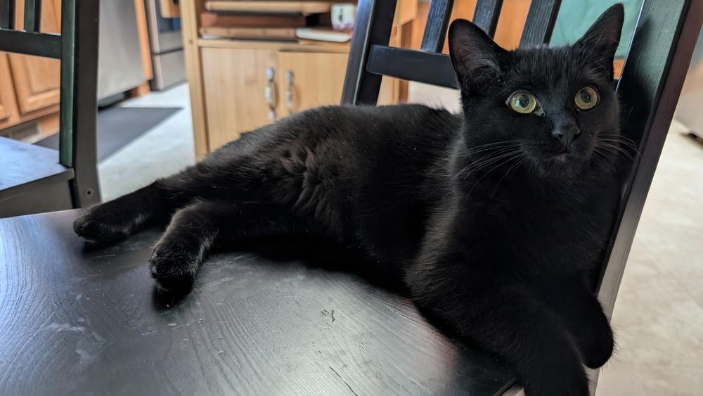 Enlarge Latke, a Adoptable mixed breed in Lafayette, CO image 3/4