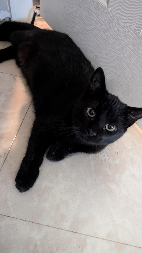 Enlarge Latke, a Adoptable mixed breed in Lafayette, CO image 4/4