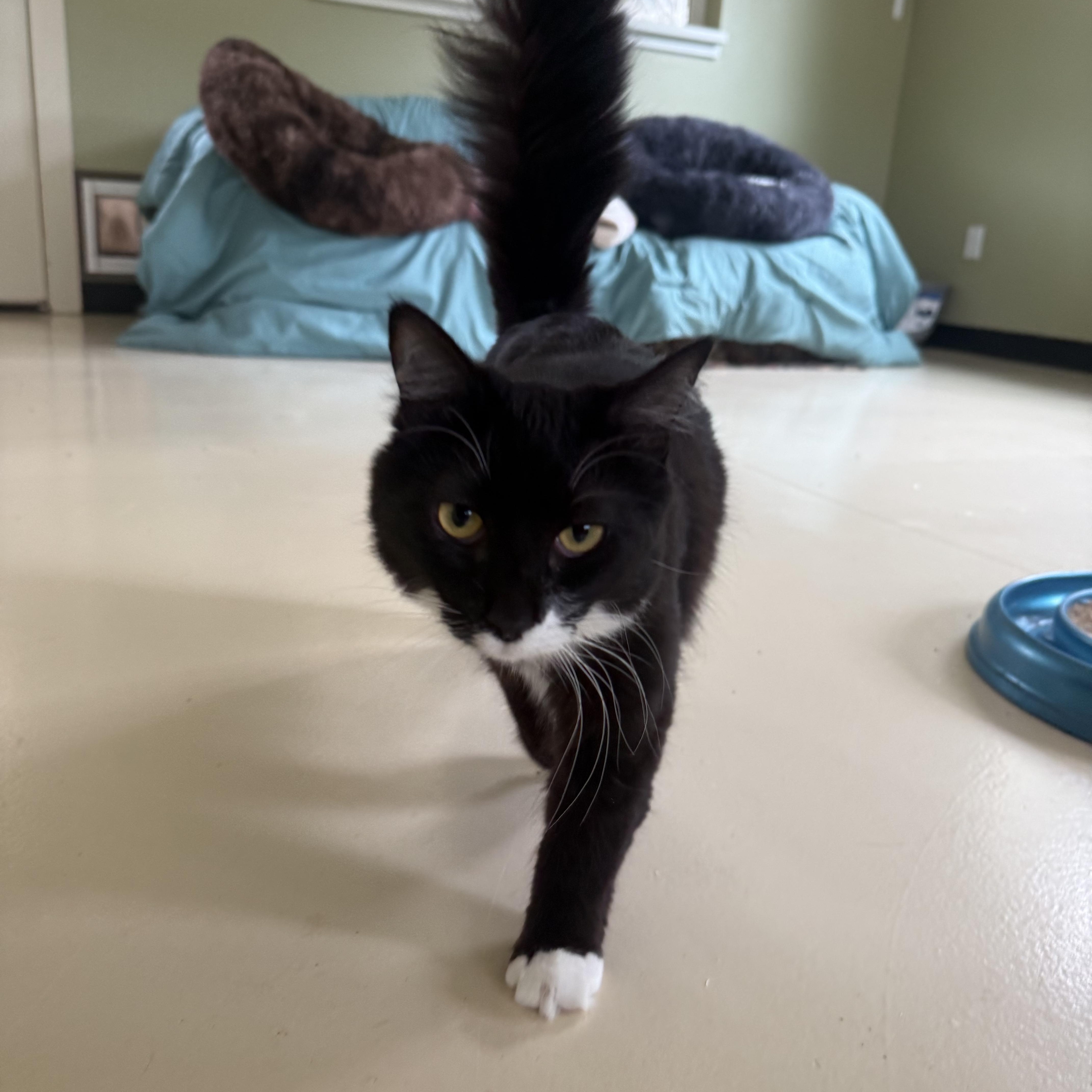 Critter, ADOPTABLE, Young Female Domestic Medium Hair.