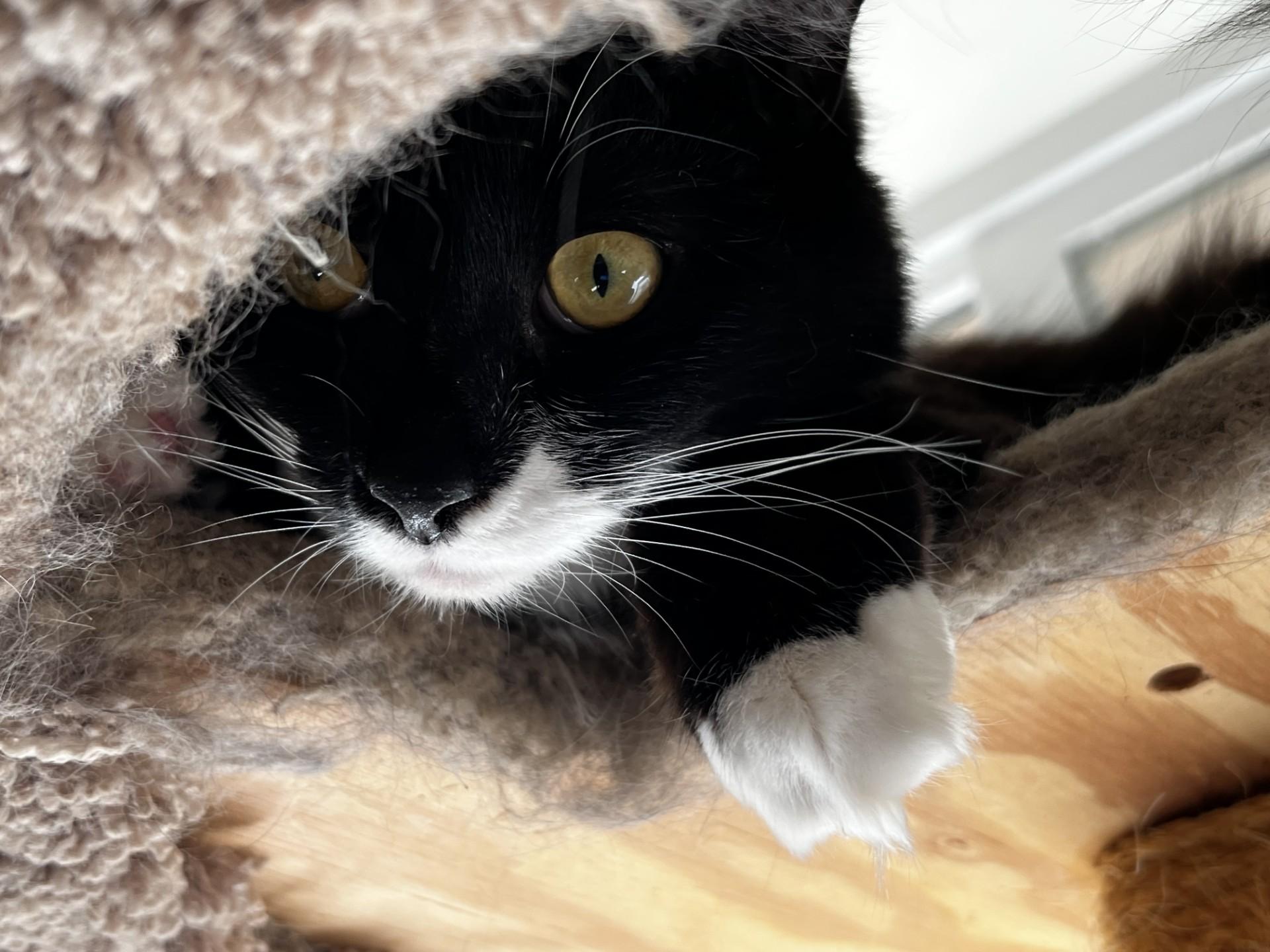 Enlarge Critter, a ADOPTABLE Domestic Medium Hair in Jacksonville, OR image 2/6