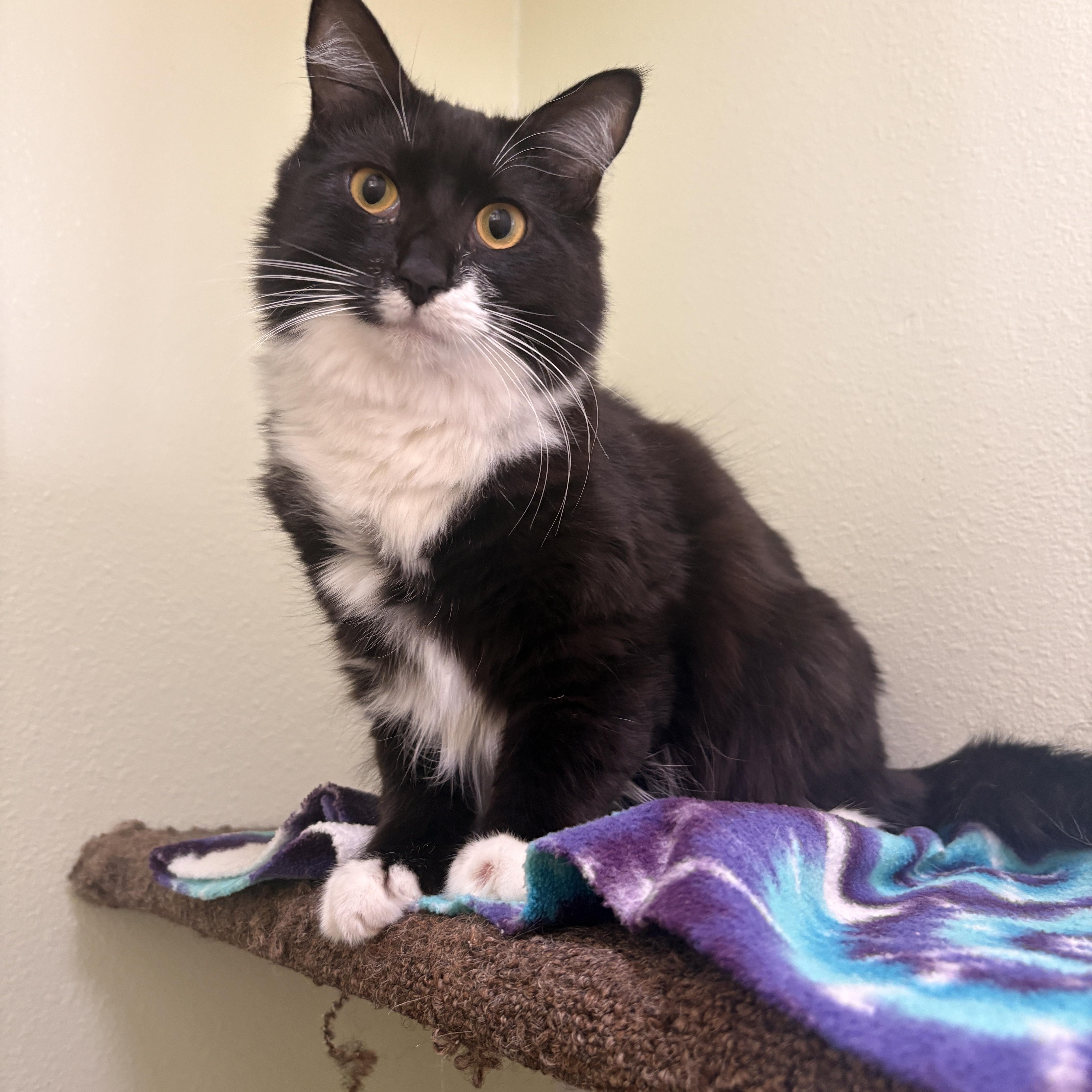 Enlarge Critter, a ADOPTABLE Domestic Medium Hair in Jacksonville, OR image 3/6