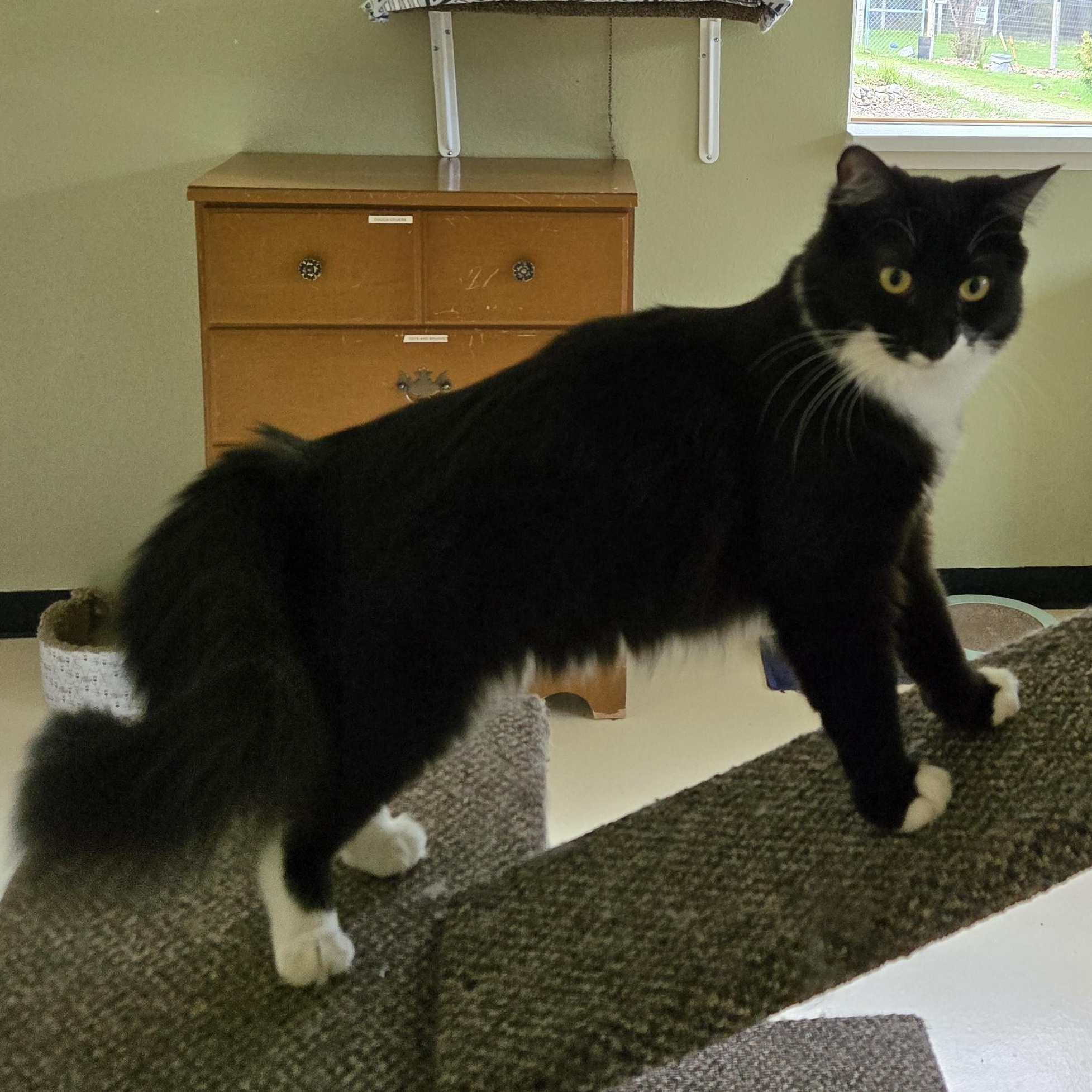Enlarge Critter, a ADOPTABLE Domestic Medium Hair in Jacksonville, OR image 5/6
