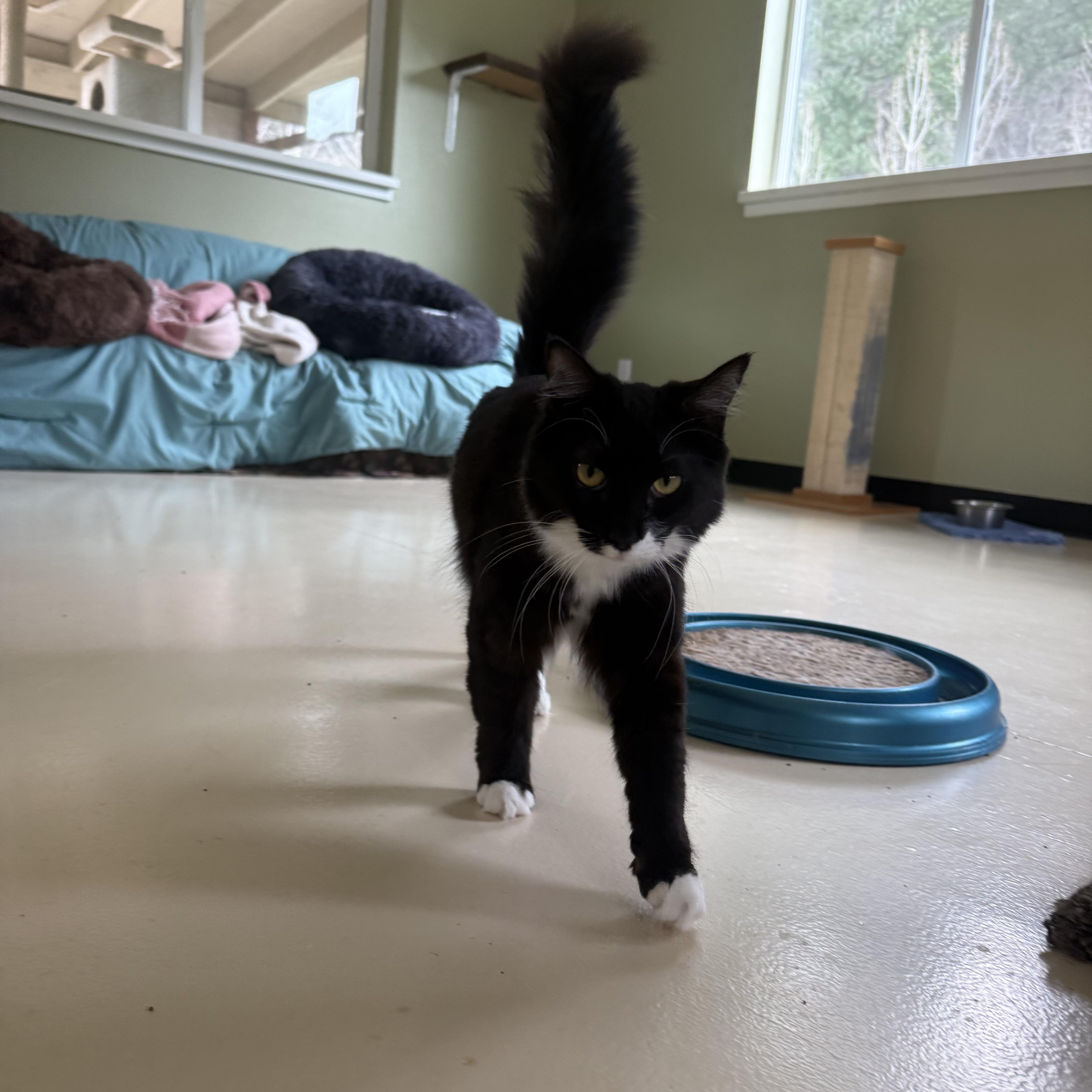 Enlarge Critter, a ADOPTABLE Domestic Medium Hair in Jacksonville, OR image 4/6