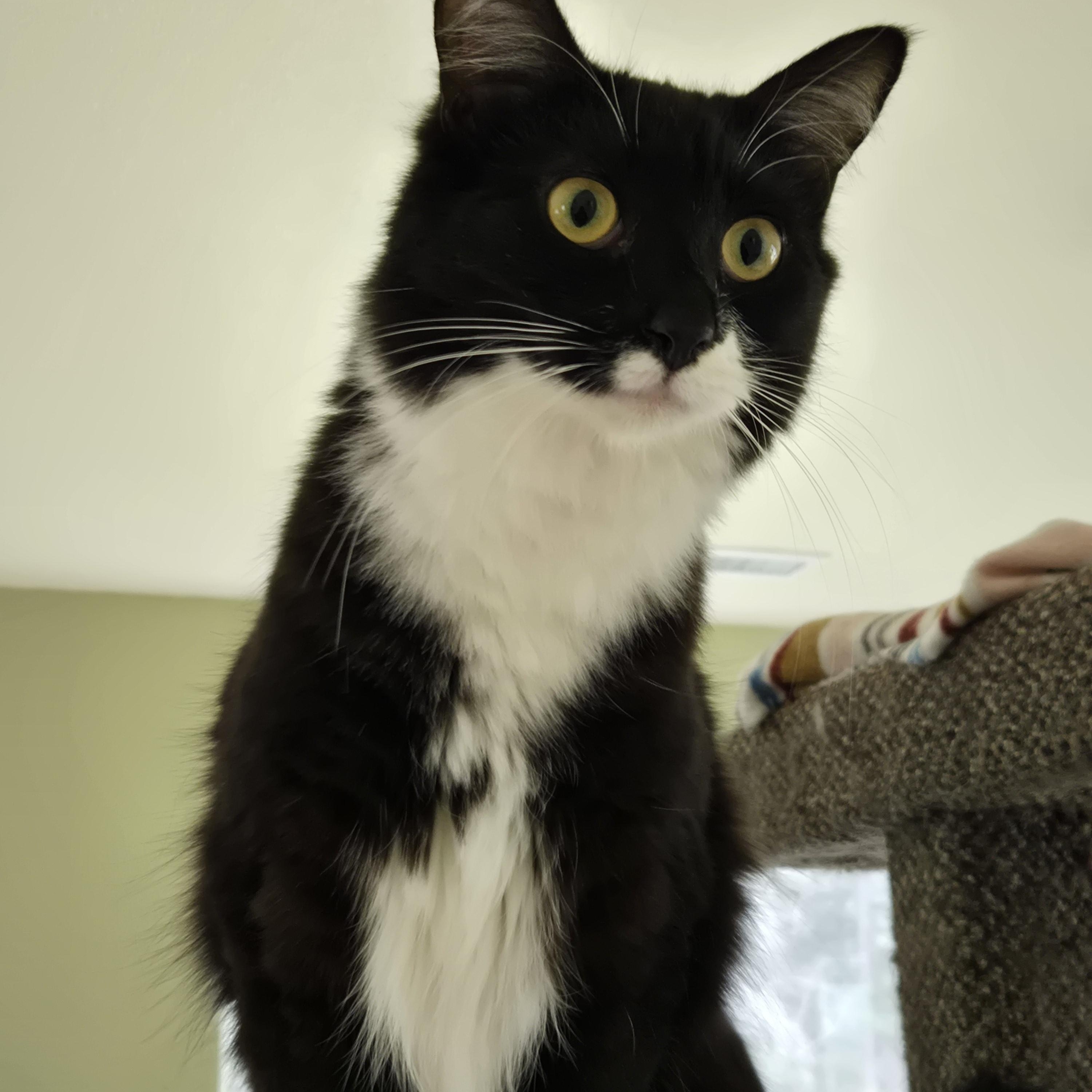 Enlarge Critter, a ADOPTABLE Domestic Medium Hair in Jacksonville, OR image 6/6