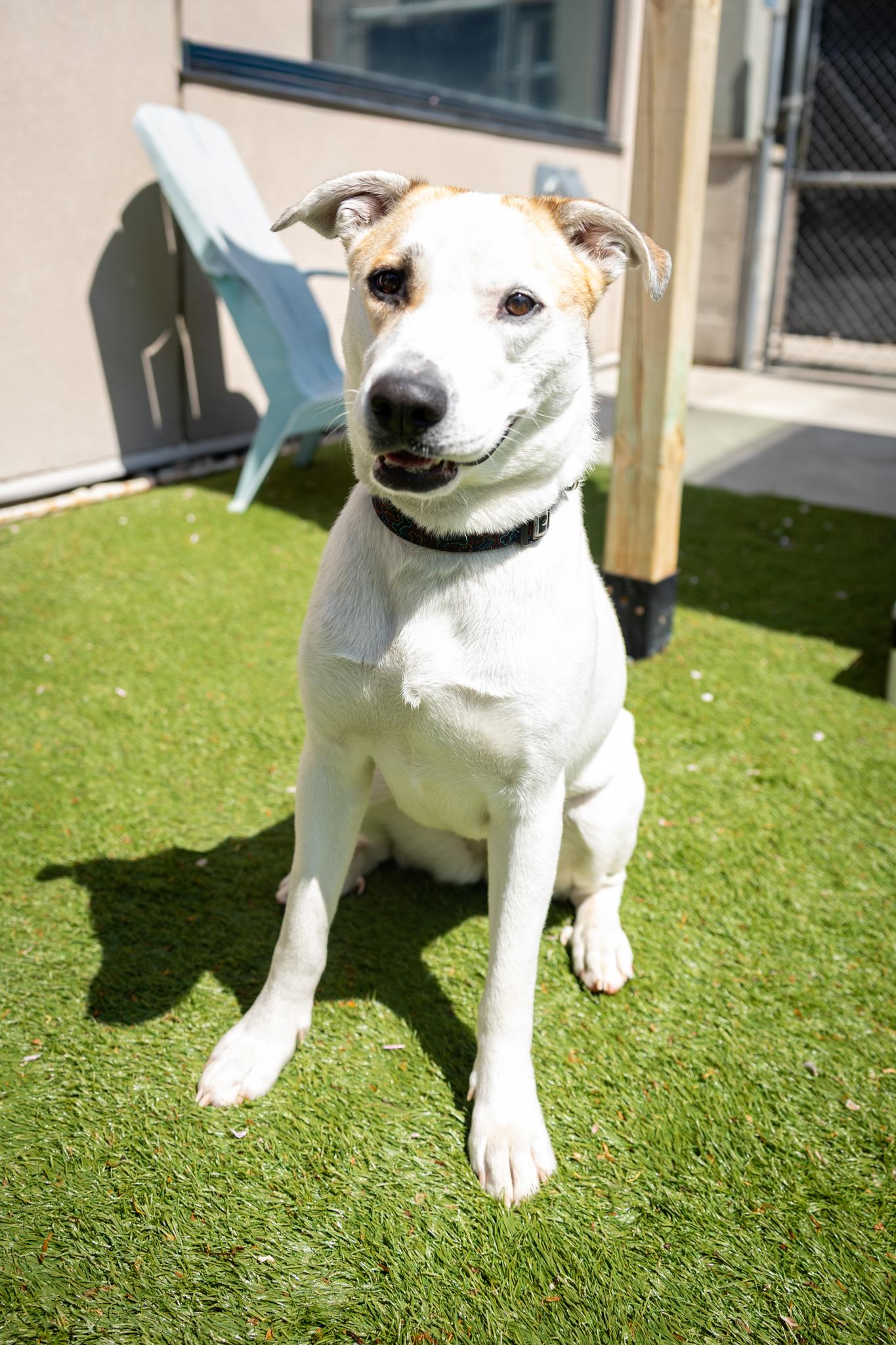 Lily, ADOPTABLE, Young Female Mixed Breed.