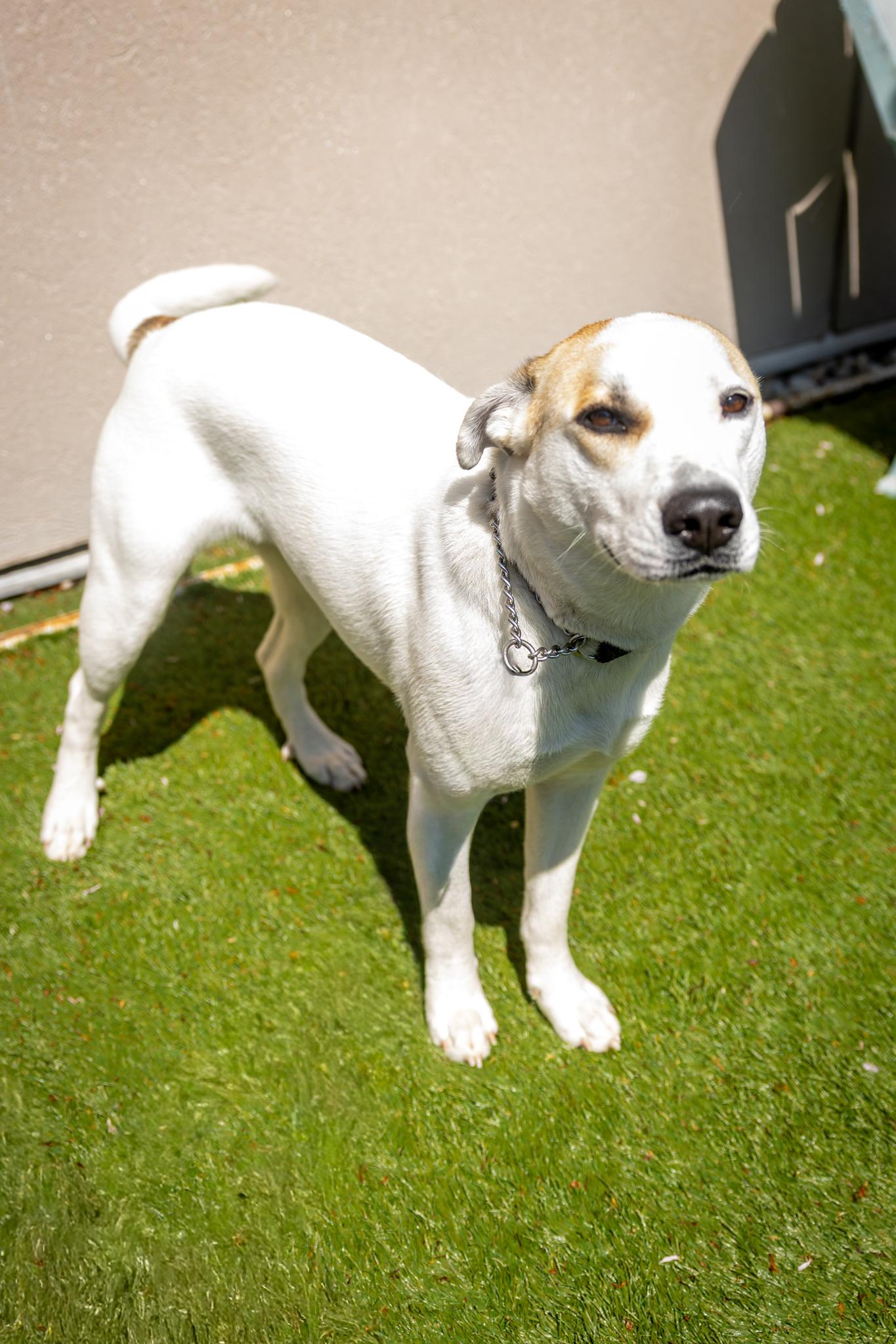 Lily, a ADOPTABLE Mixed Breed in Hamilton, ON image 3/5