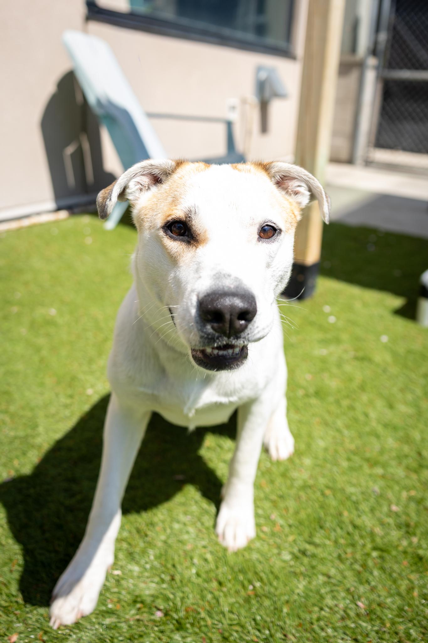 Lily, a ADOPTABLE Mixed Breed in Hamilton, ON image 2/5