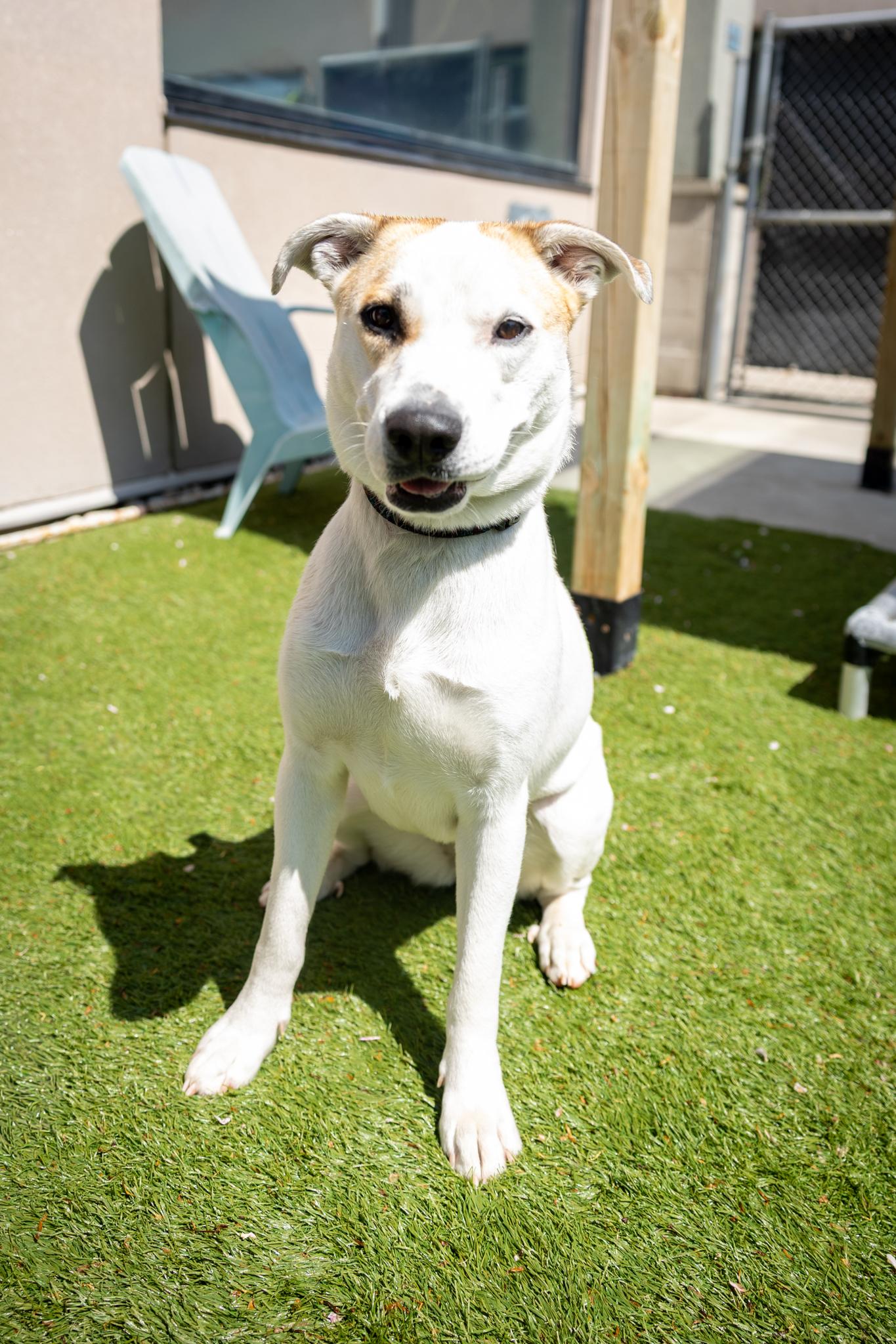 Lily, a ADOPTABLE Mixed Breed in Hamilton, ON image 4/5