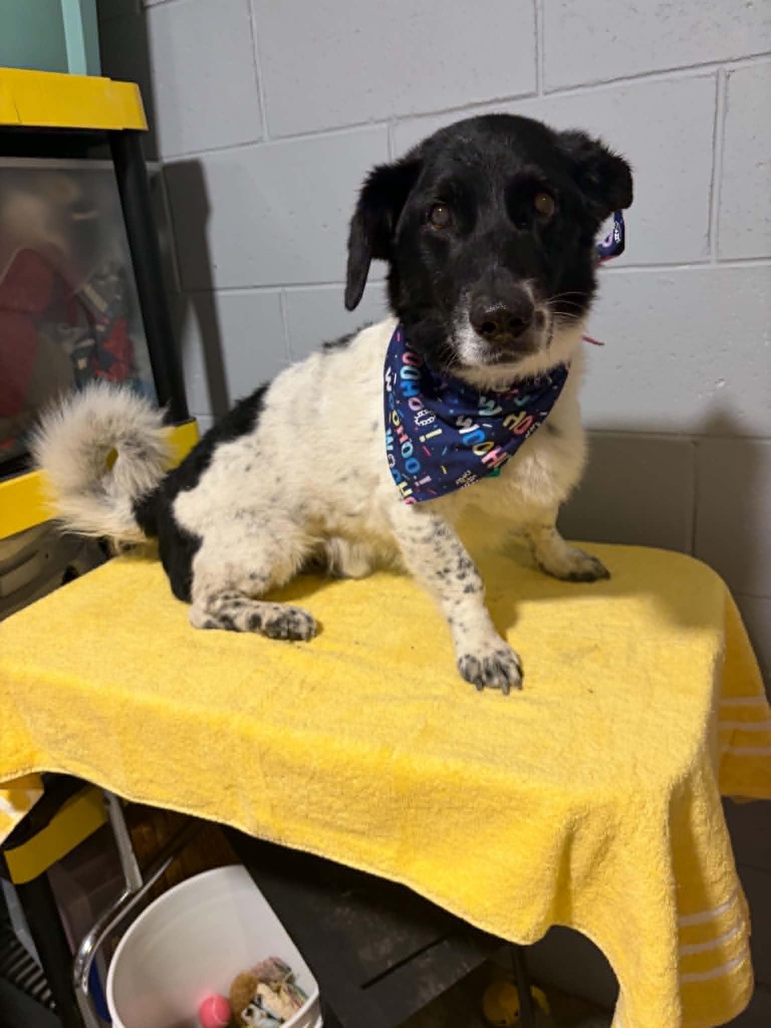 Bodie, Adoptable, Senior Male Border Collie & Basset Hound.