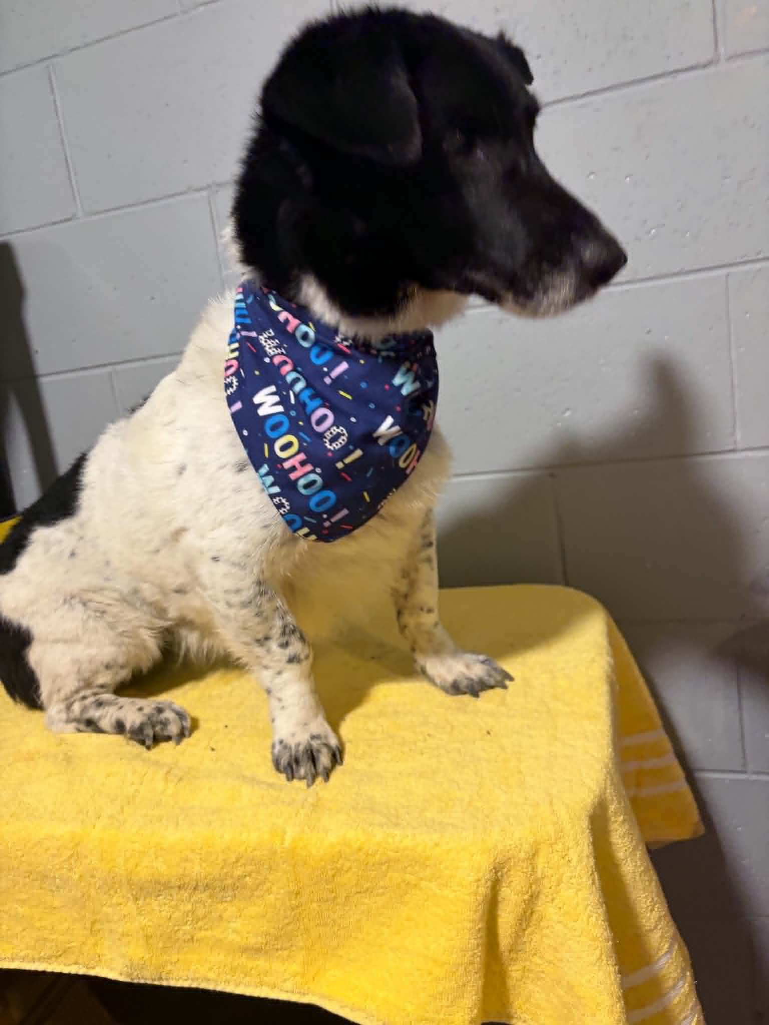 Enlarge Bodie, a Adoptable mixed breed in Mukwonago, WI image 2/2