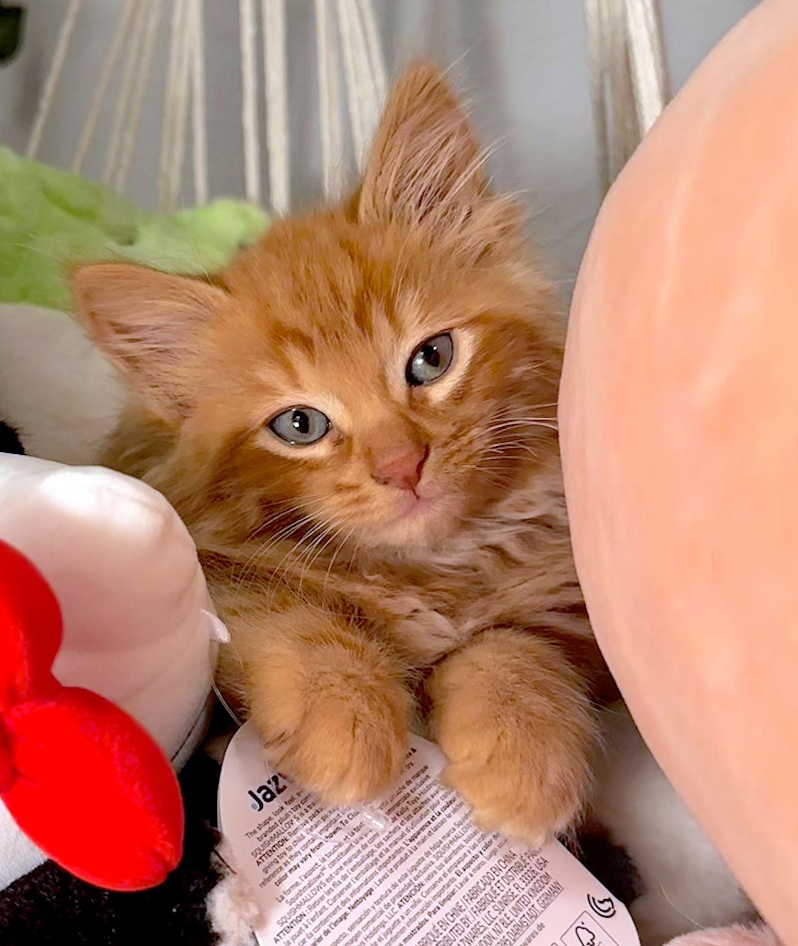 Enlarge CHEDDAR - Bonded with Sriracha, a Adopted Domestic Medium Hair in Fremont, CA image 1/3