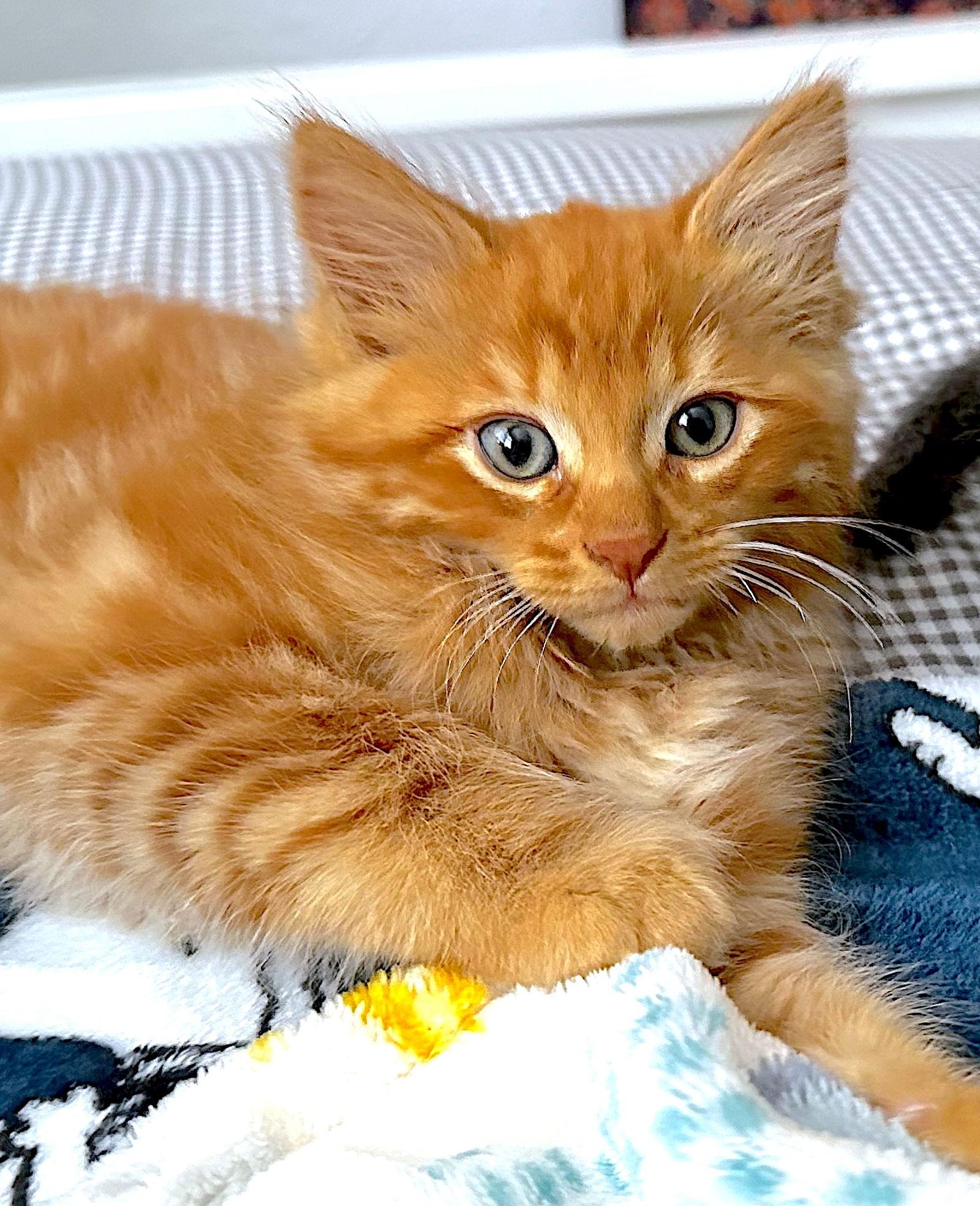 Enlarge CHEDDAR - Bonded with Sriracha, a Adopted Domestic Medium Hair in Fremont, CA image 2/3